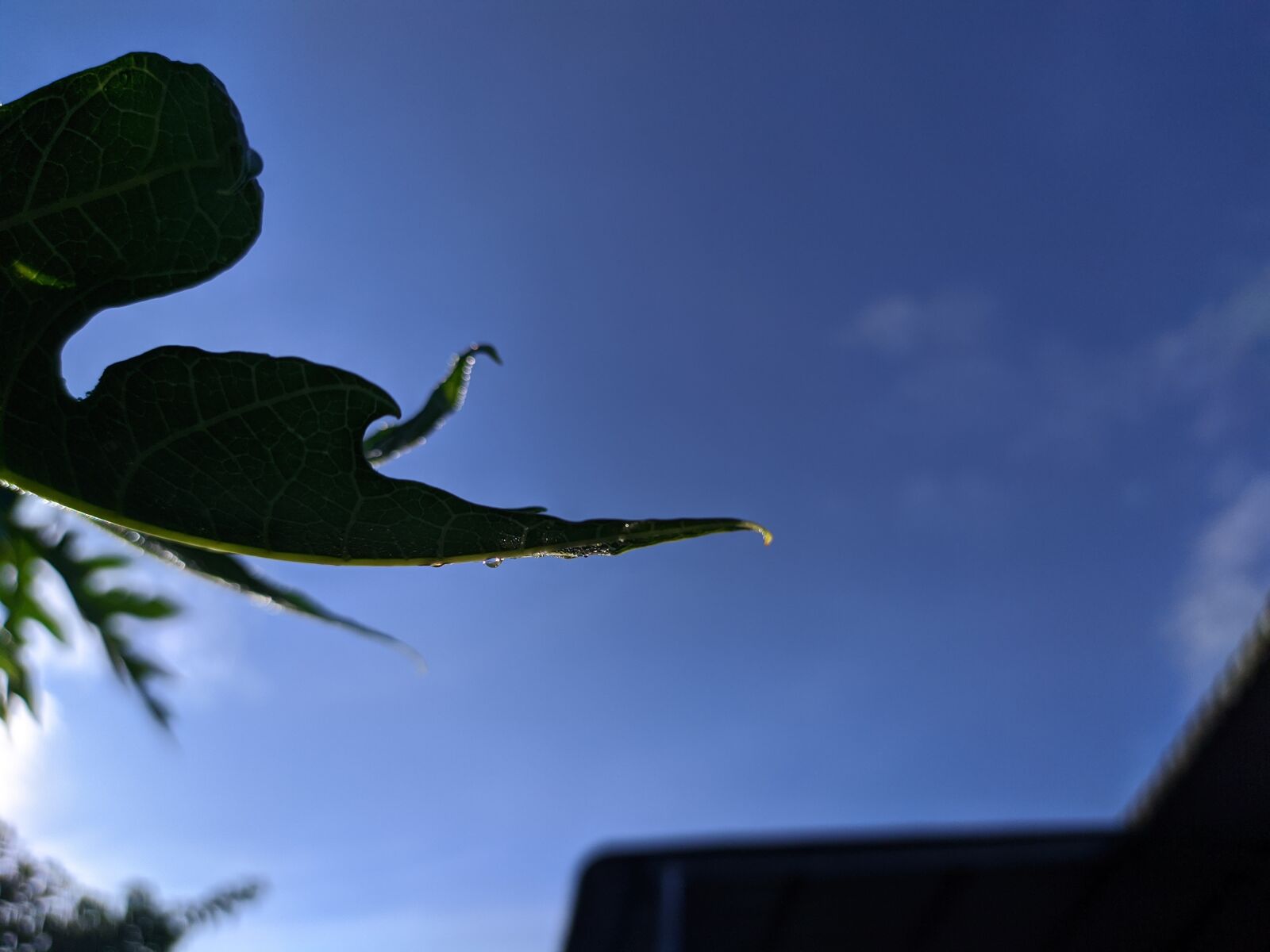 Xiaomi Redmi Note 7 sample photo. Sky, leaf, background photography