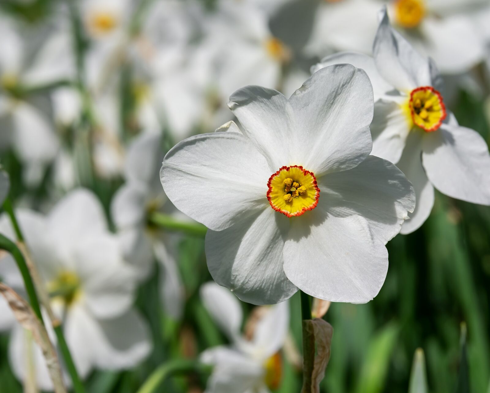 Fujifilm XF 55-200mm F3.5-4.8 R LM OIS sample photo. Daffodil, flower, blossom photography