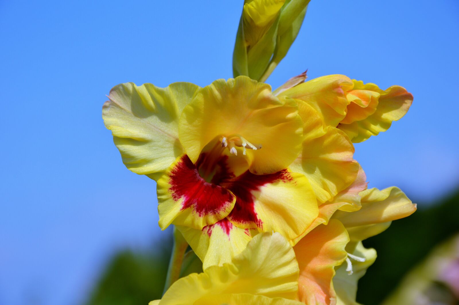 Nikon D3200 sample photo. Gladiolus, gladidus, butterfly greenhouse photography