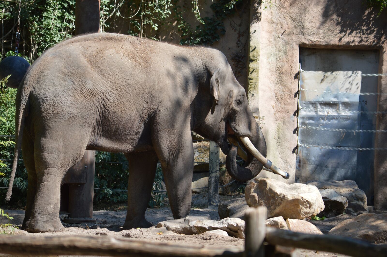 Nikon D3200 sample photo. Elephant, blijdorp, rotterdam photography