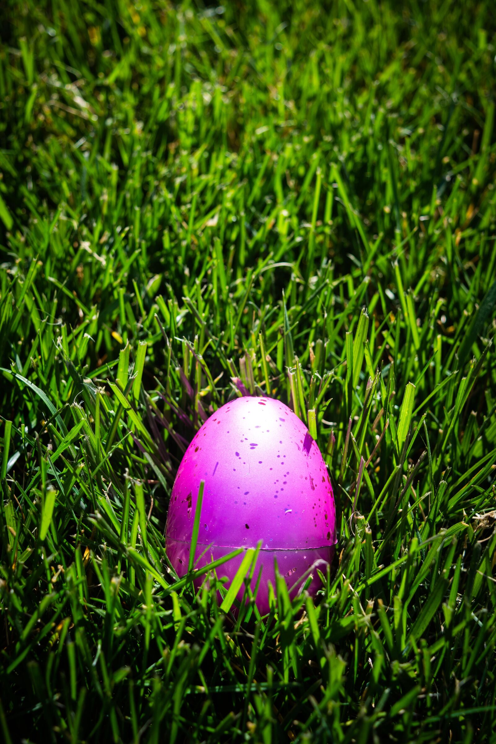 Nikon D7200 sample photo. Egg, pink, green photography