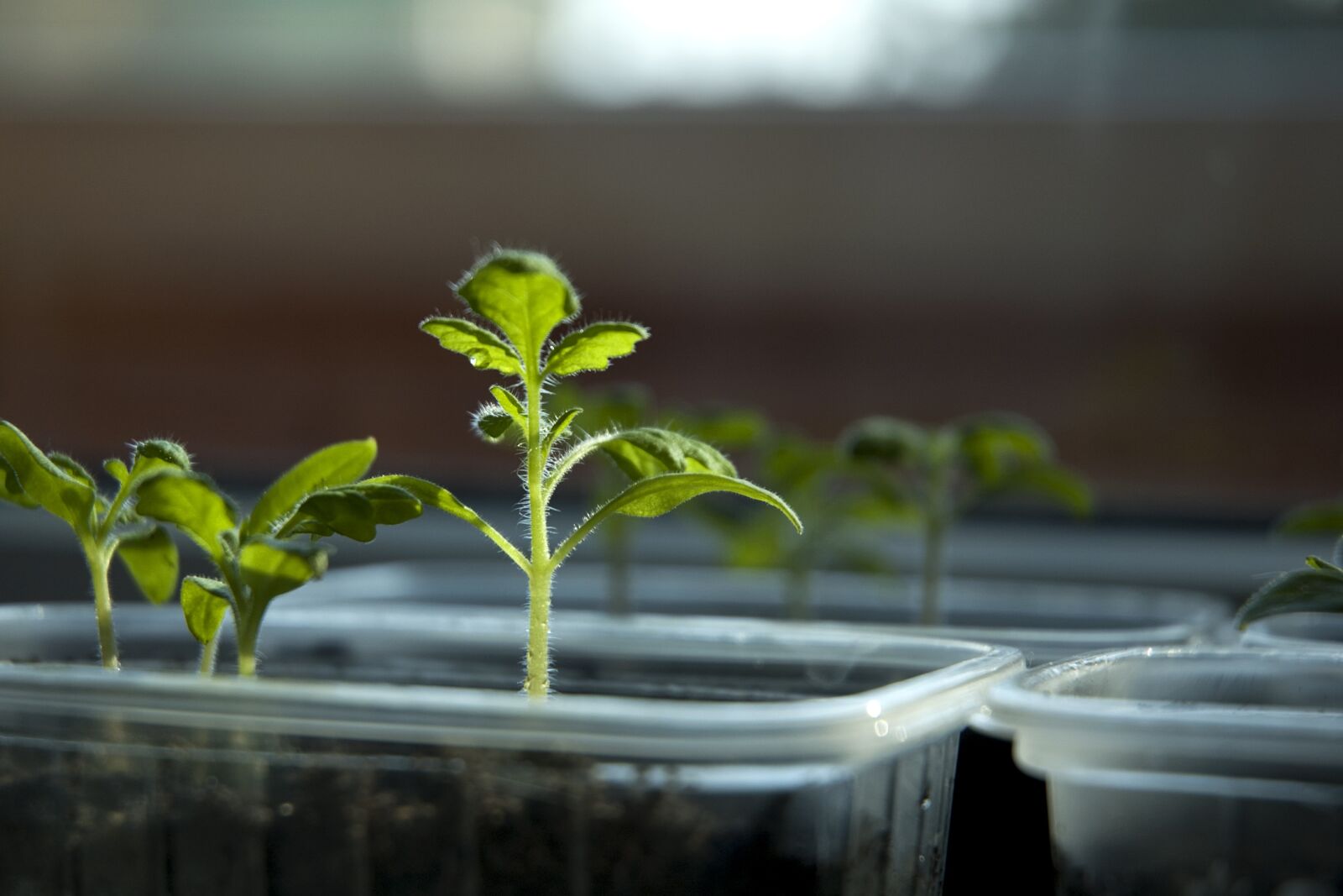 Nikon D70s sample photo. Tomatoes, sprout, food photography