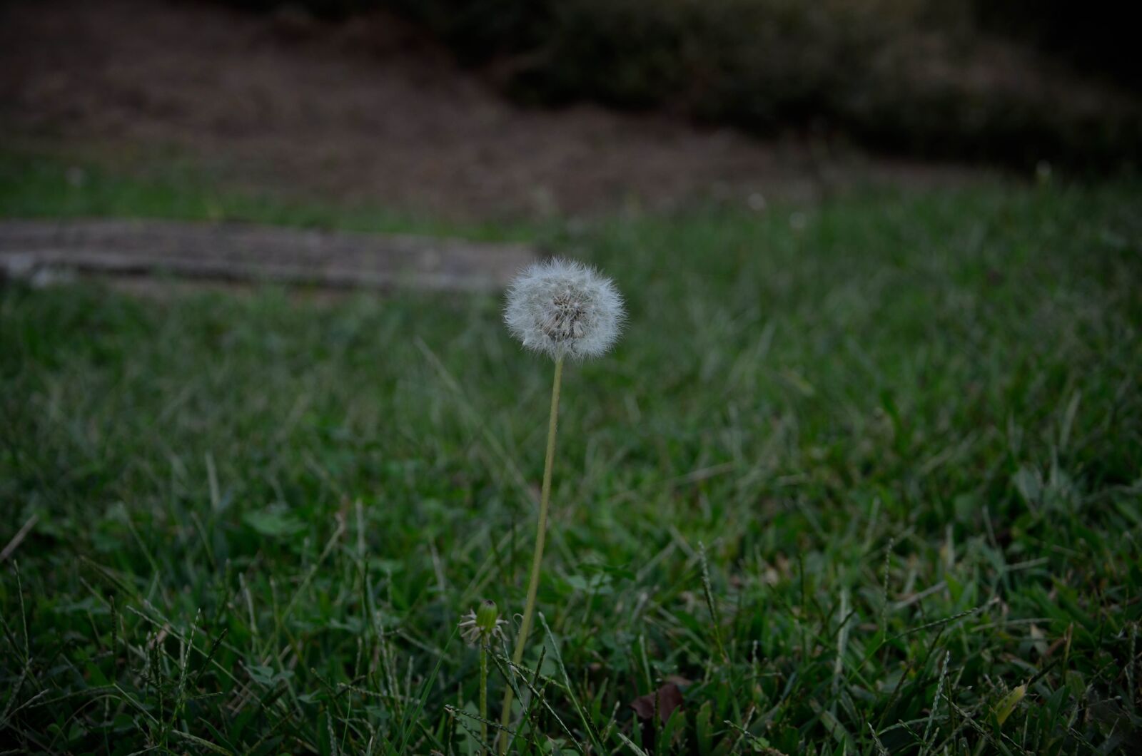 Nikon D7000 sample photo. Shadow, plant, green photography