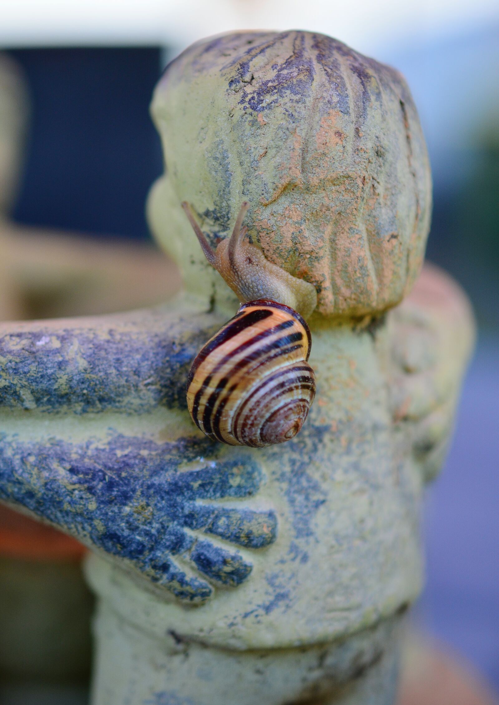 Nikon D5200 sample photo. Snail, tape worm, shell photography