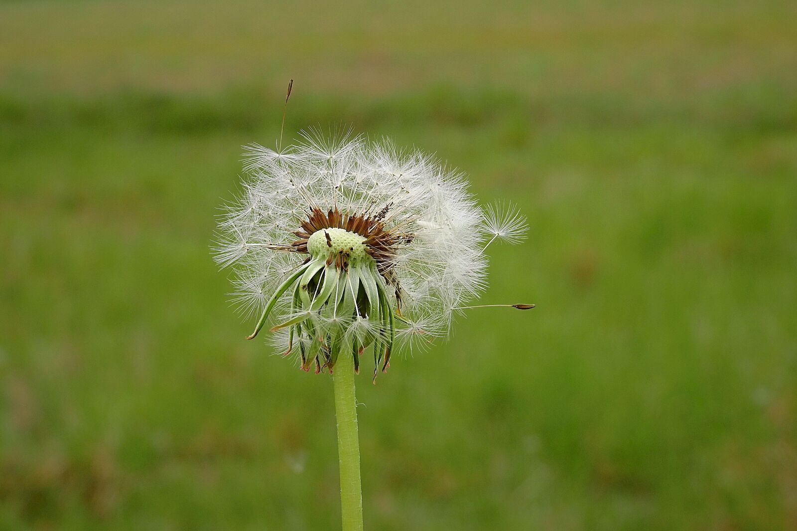Nikon Coolpix P900 sample photo. Dandelion, meadow, nature photography