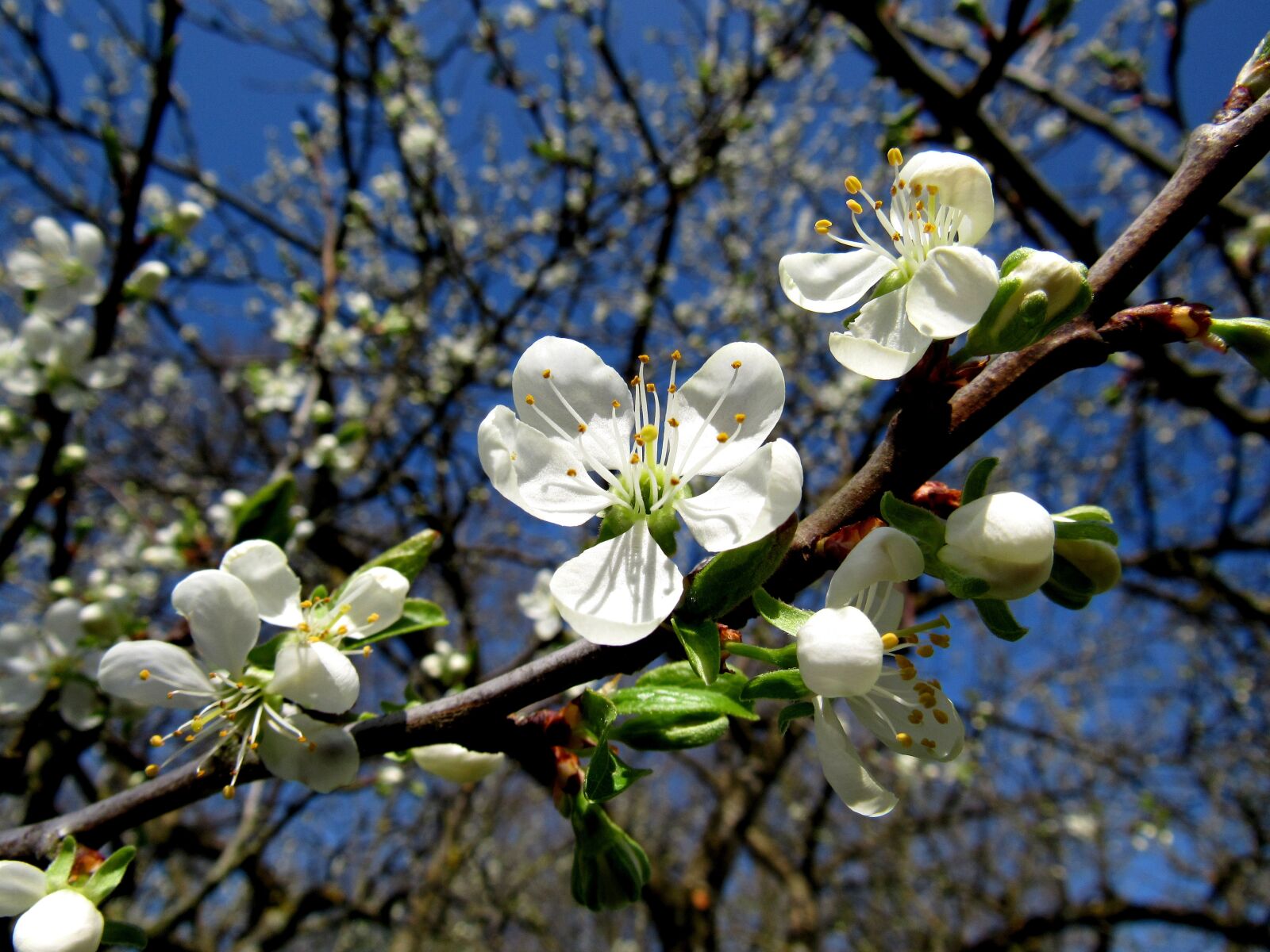 Как цветет слива. Слива Евразия цветение. Слива Супериор. Сливовое дерево Япония цветение.