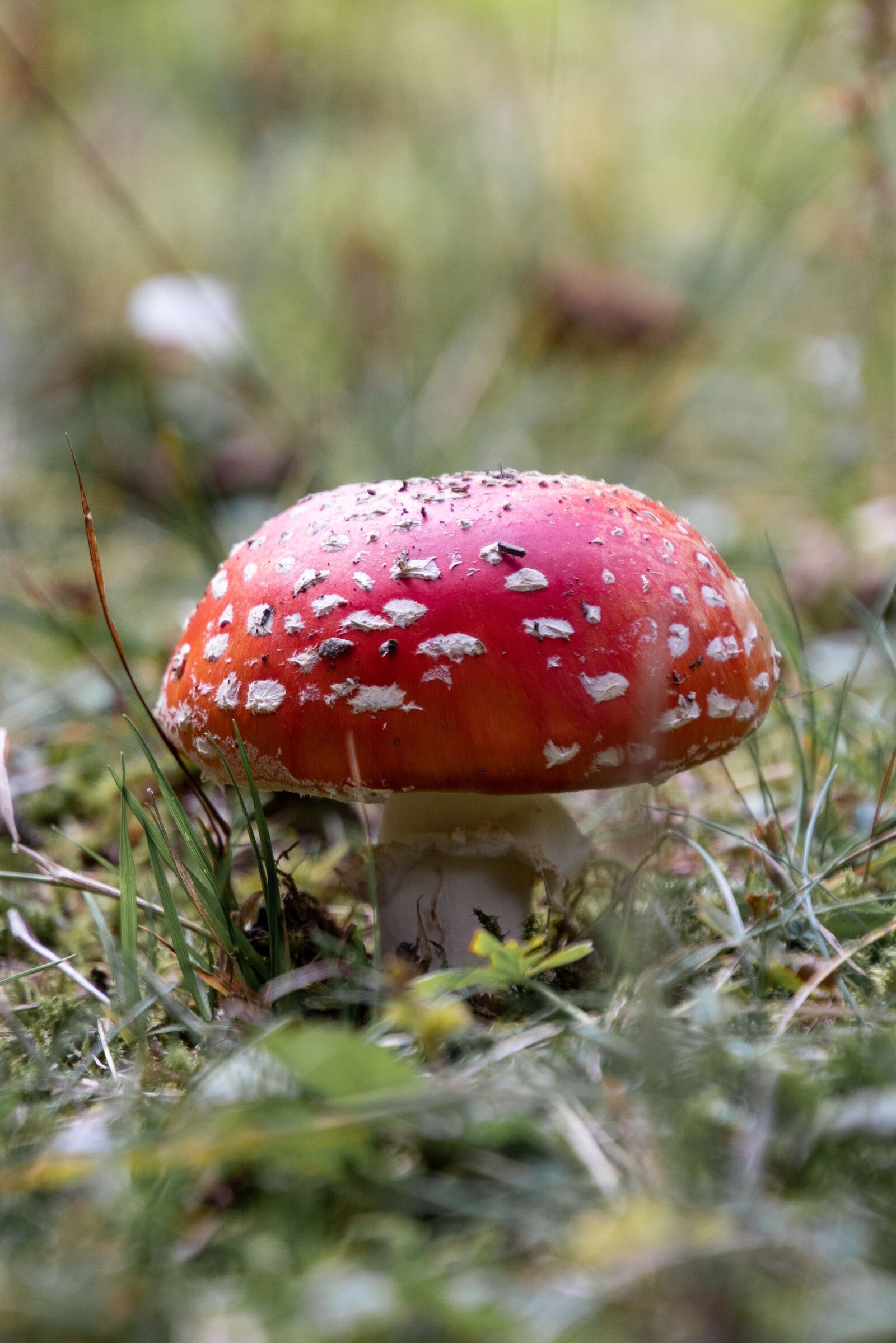 Canon EOS 1300D (EOS Rebel T6 / EOS Kiss X80) sample photo. Mushroom, flyagaric, agaric photography