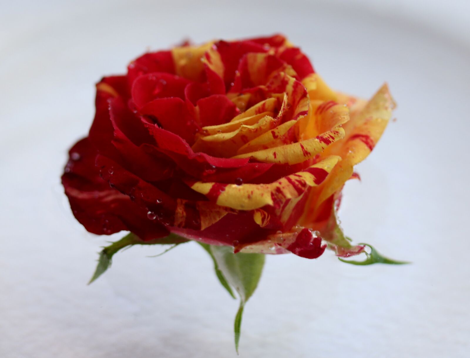 Canon EF-S 60mm F2.8 Macro USM sample photo. Rose, red, yellow photography