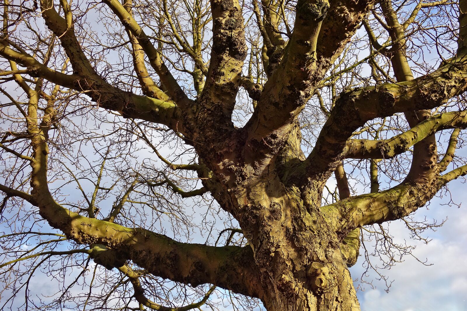 Sony Cyber-shot DSC-RX100 sample photo. Tree, old tree, gnarled photography