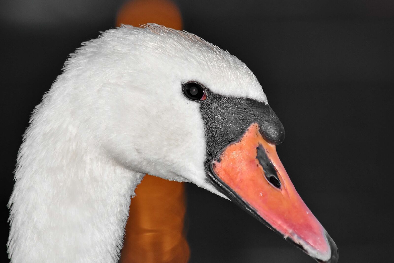 Nikon D5500 sample photo. Beautiful photo, head, natural photography
