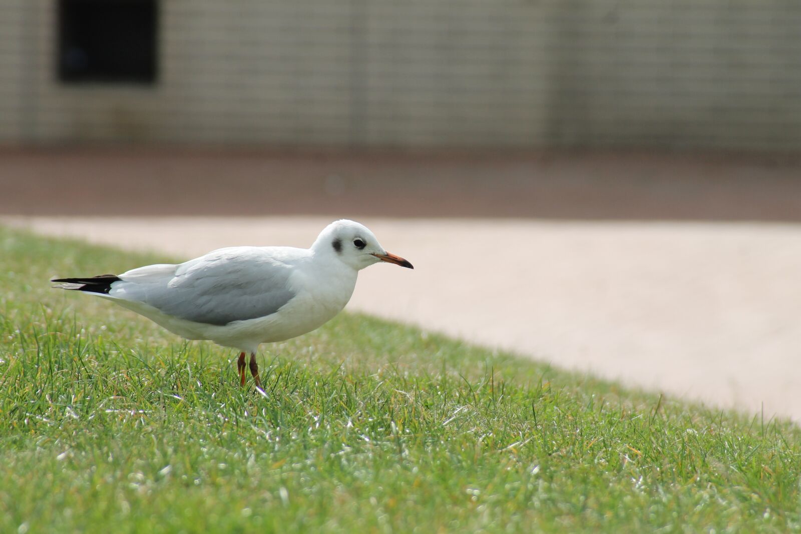 Canon EOS 1100D (EOS Rebel T3 / EOS Kiss X50) sample photo. Seagull, bird, meadow photography