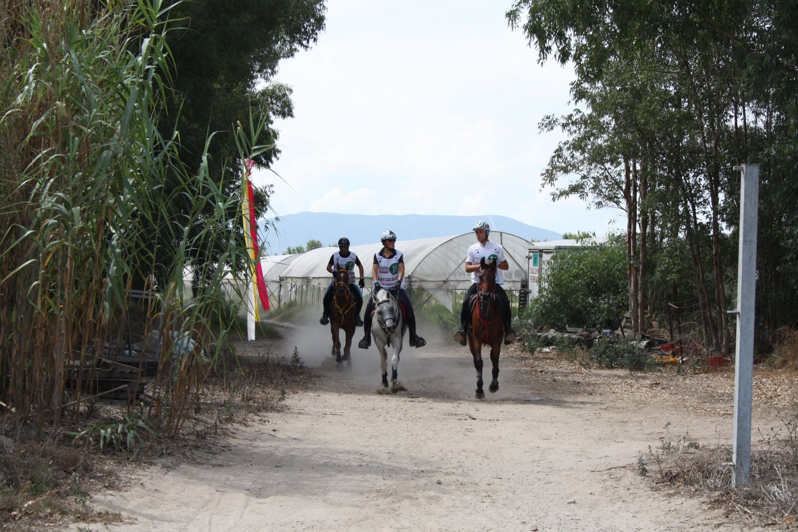 Canon EOS 1000D (EOS Digital Rebel XS / EOS Kiss F) sample photo. Horses, endurance, race photography