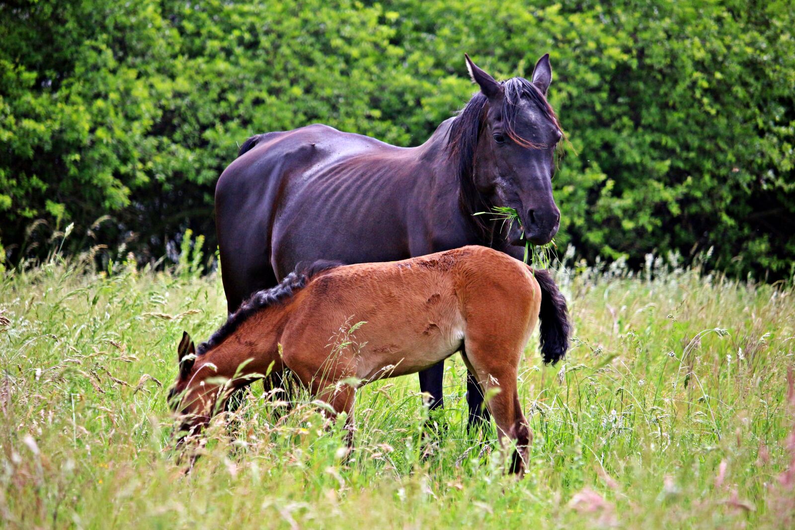 Canon EOS 100D (EOS Rebel SL1 / EOS Kiss X7) sample photo. Horse, foal, rap photography
