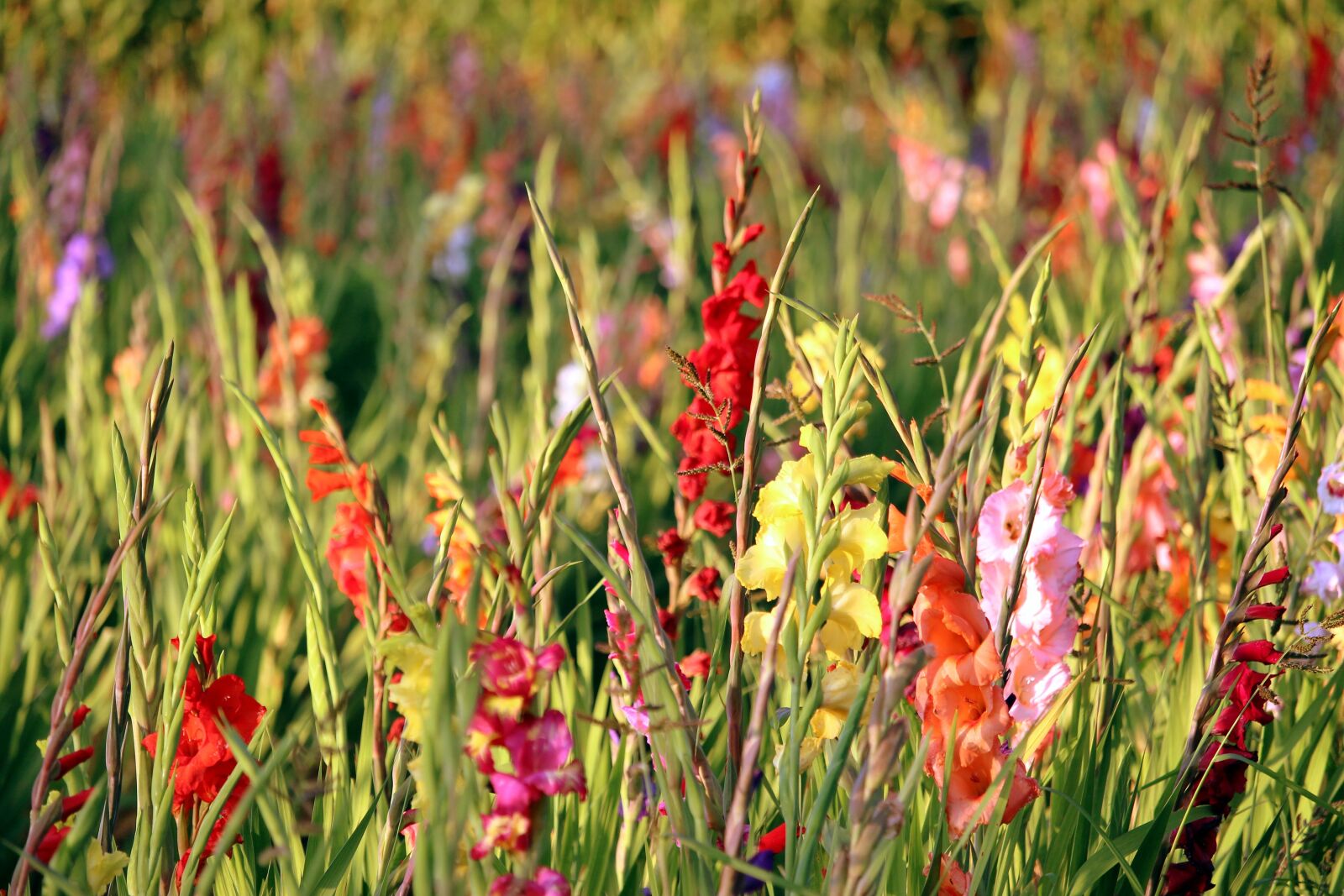 Canon EF-S 55-250mm F4-5.6 IS STM sample photo. Gladiolus, the golden hour photography