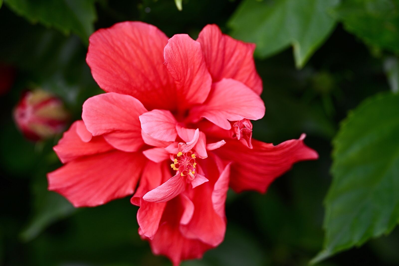 Nikon Nikkor Z 24-70mm F2.8 S sample photo. Hibiscus, flower, beauty photography