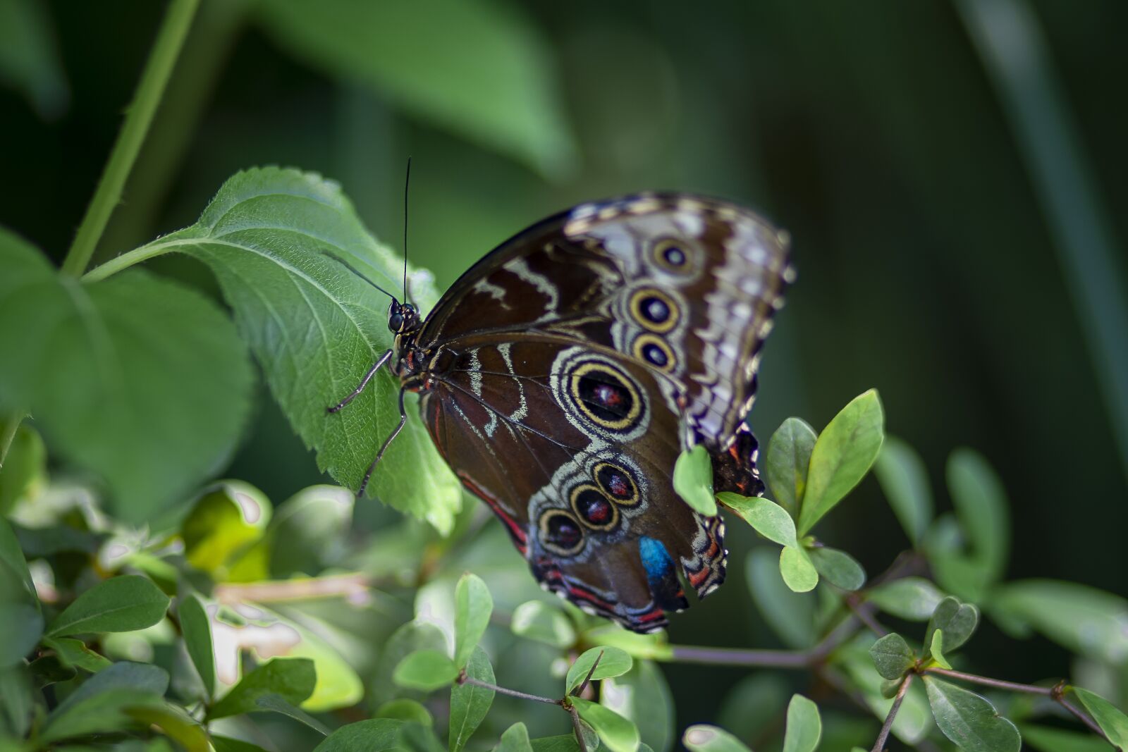 Sony a7 II sample photo. Butterfly, color, green photography