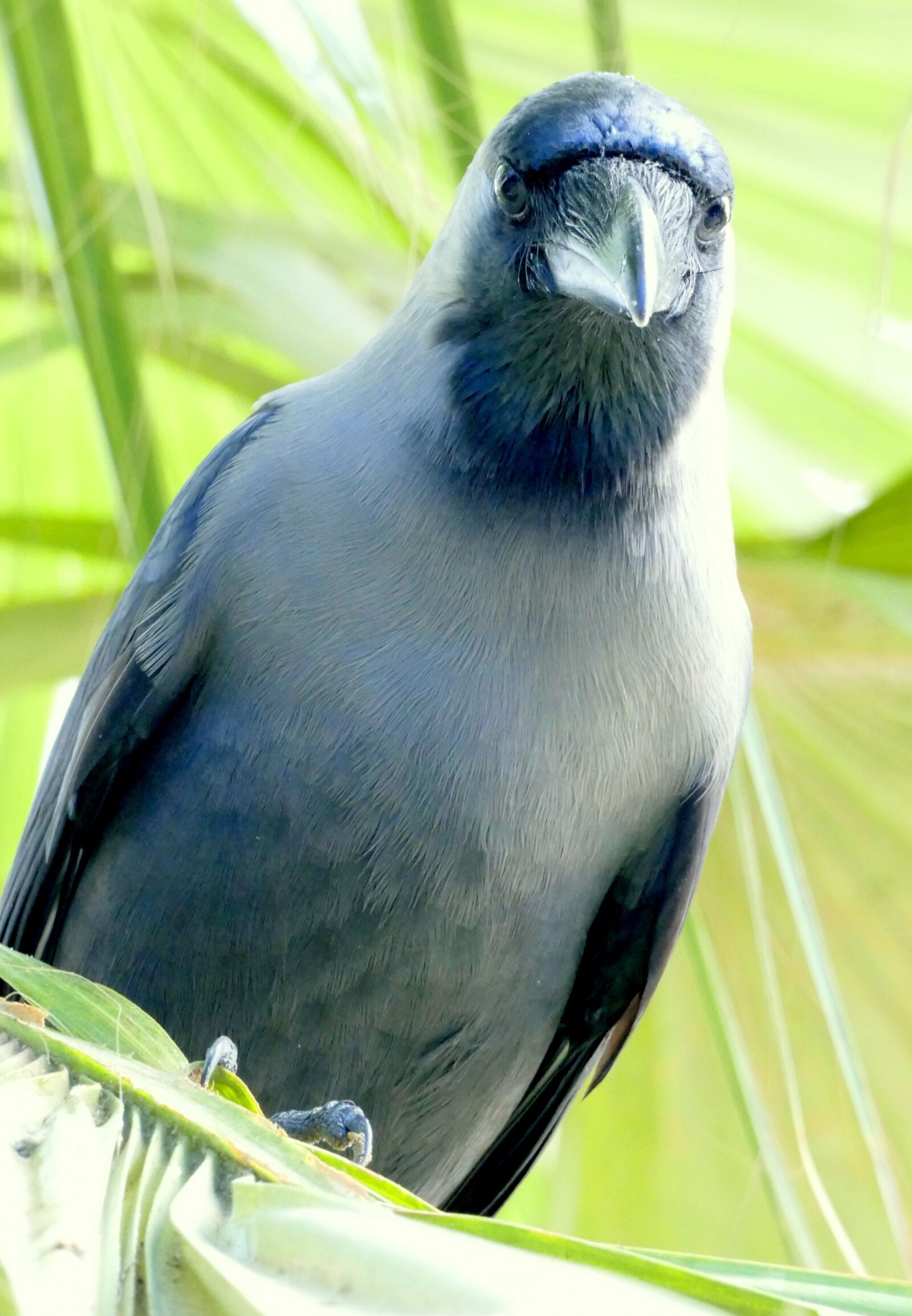 Panasonic Lumix DMC-FZ1000 sample photo. Beo, raven, bird photography