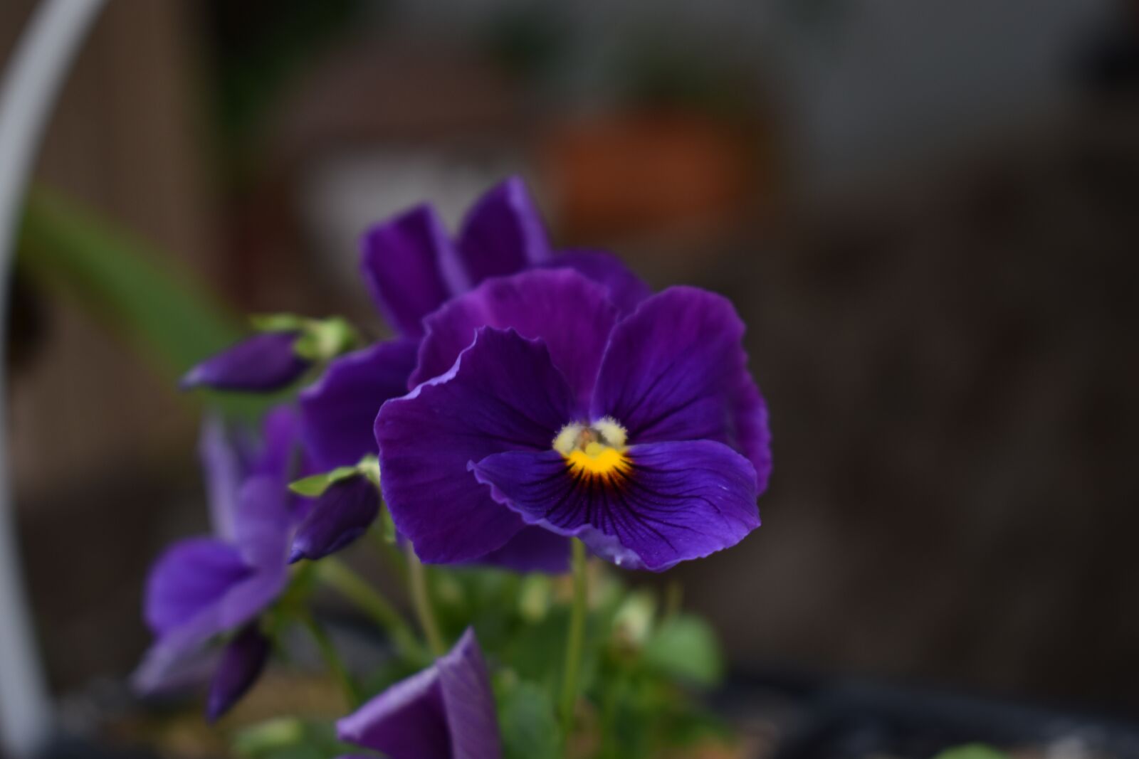 Nikon D5600 sample photo. Flower, plants, nature photography