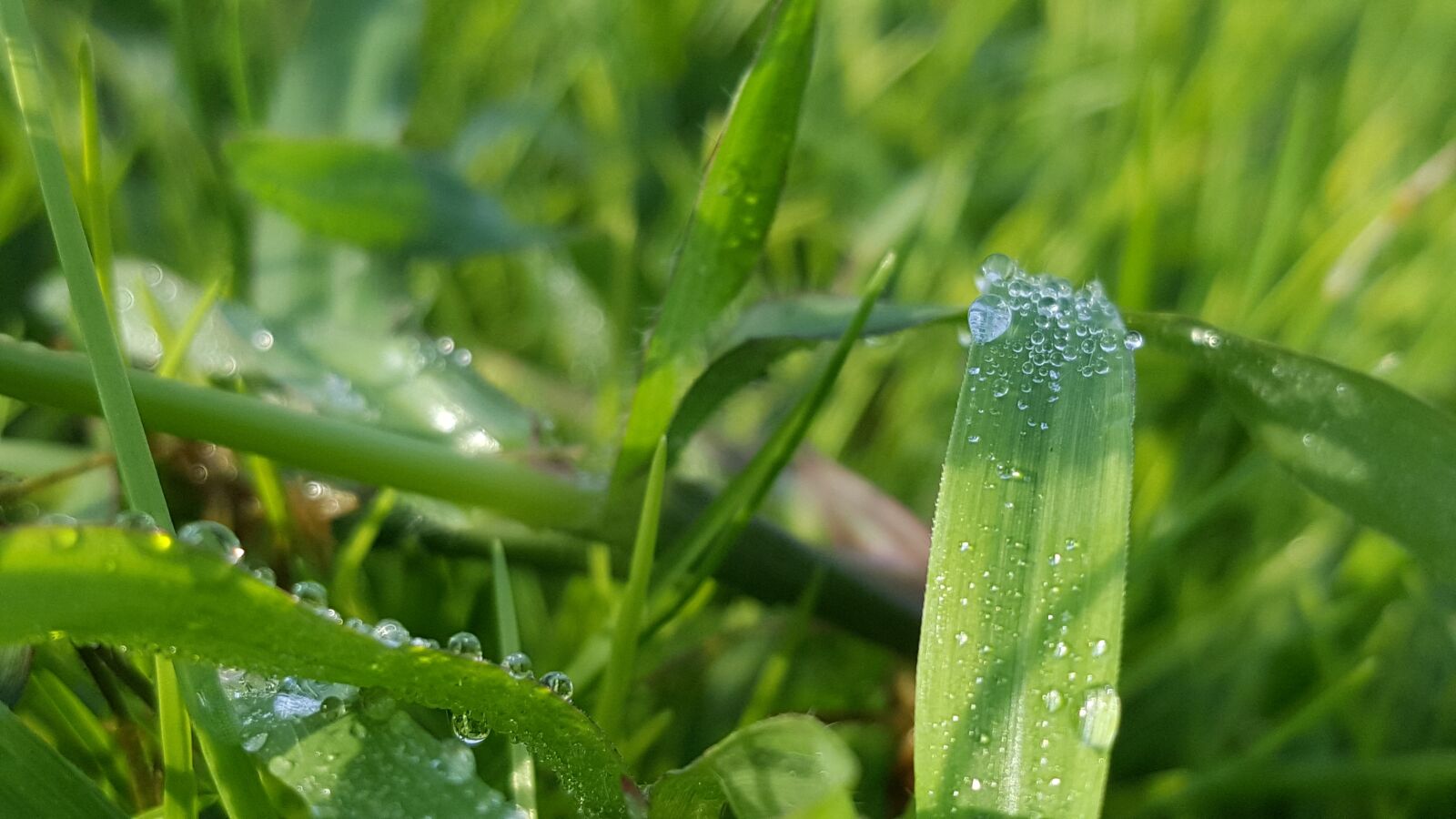 Samsung Galaxy Note5 sample photo. Grass, nature, dew photography
