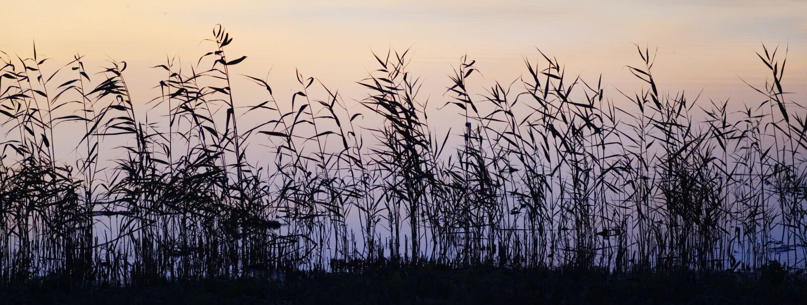 Olympus M.Zuiko Digital ED 75mm F1.8 sample photo. Grass, reed, dusk photography