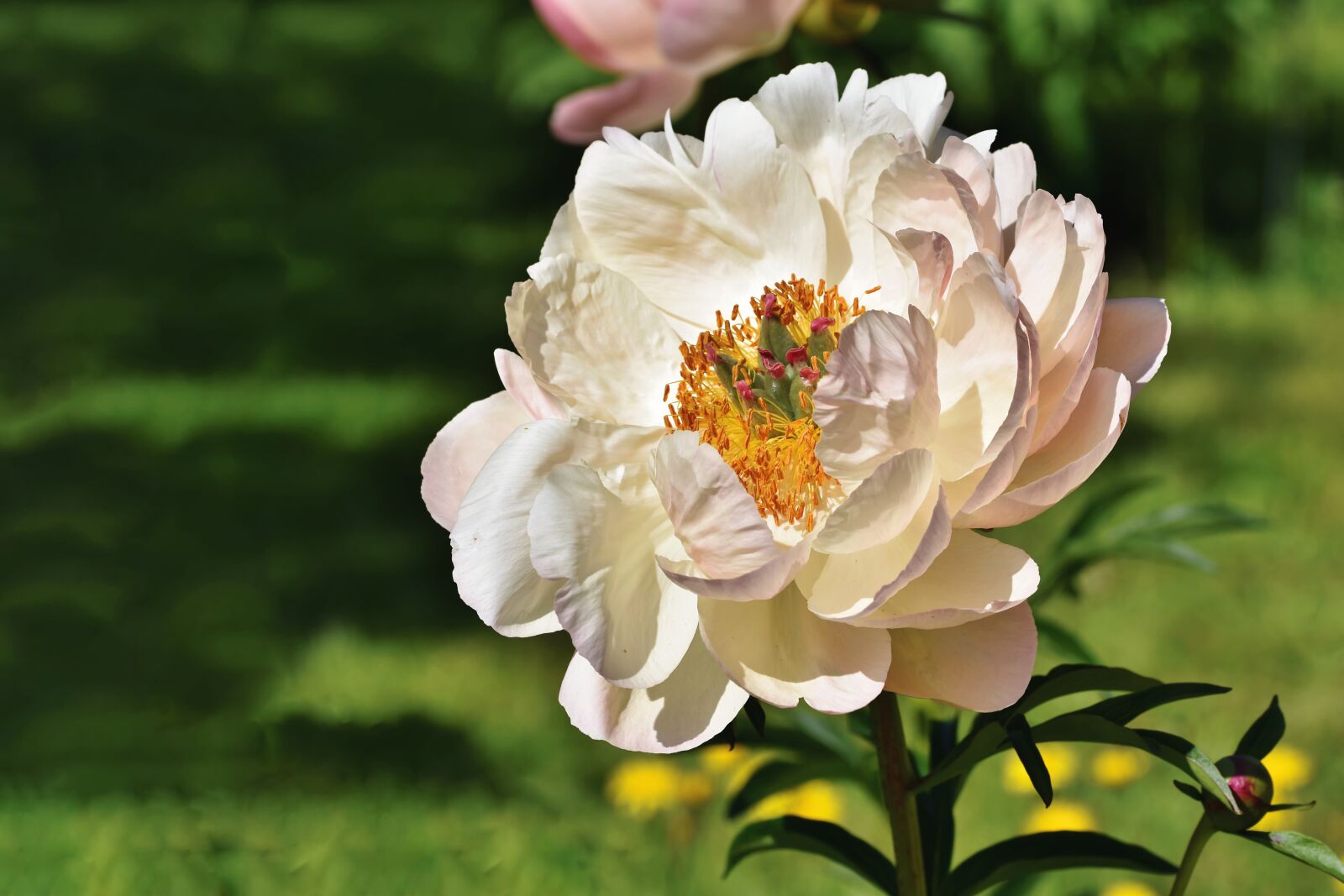 Nikon D7200 sample photo. Peony, rose, bud photography