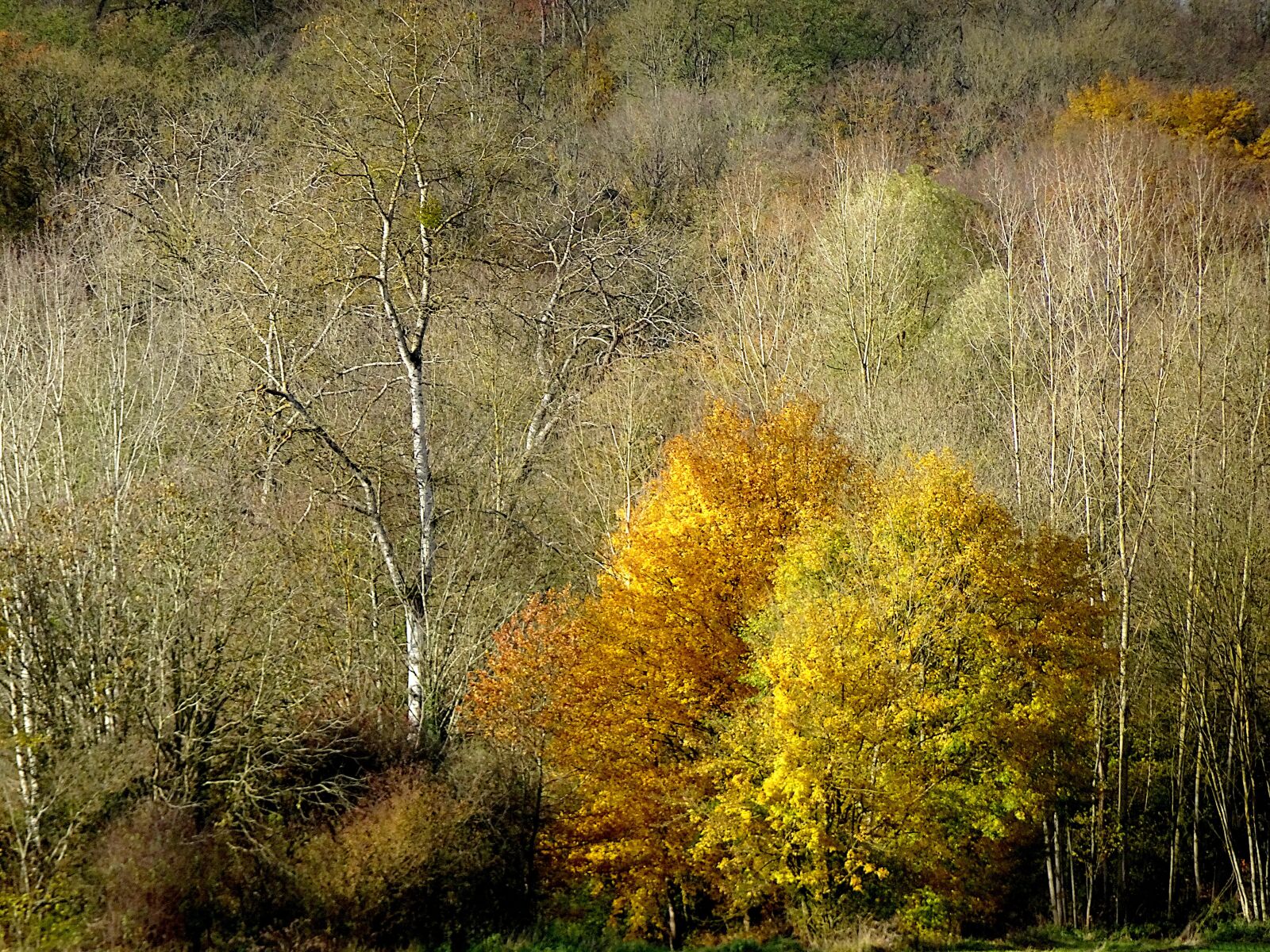 Sony Cyber-shot DSC-HX90V sample photo. Autumn landscape, fall, wood photography