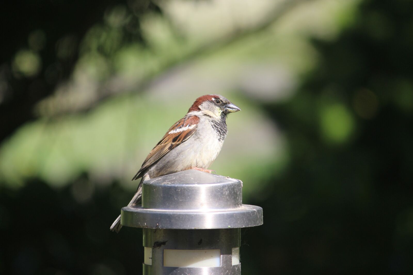 Canon EOS 600D (Rebel EOS T3i / EOS Kiss X5) sample photo. Birds, sperling, extinction photography