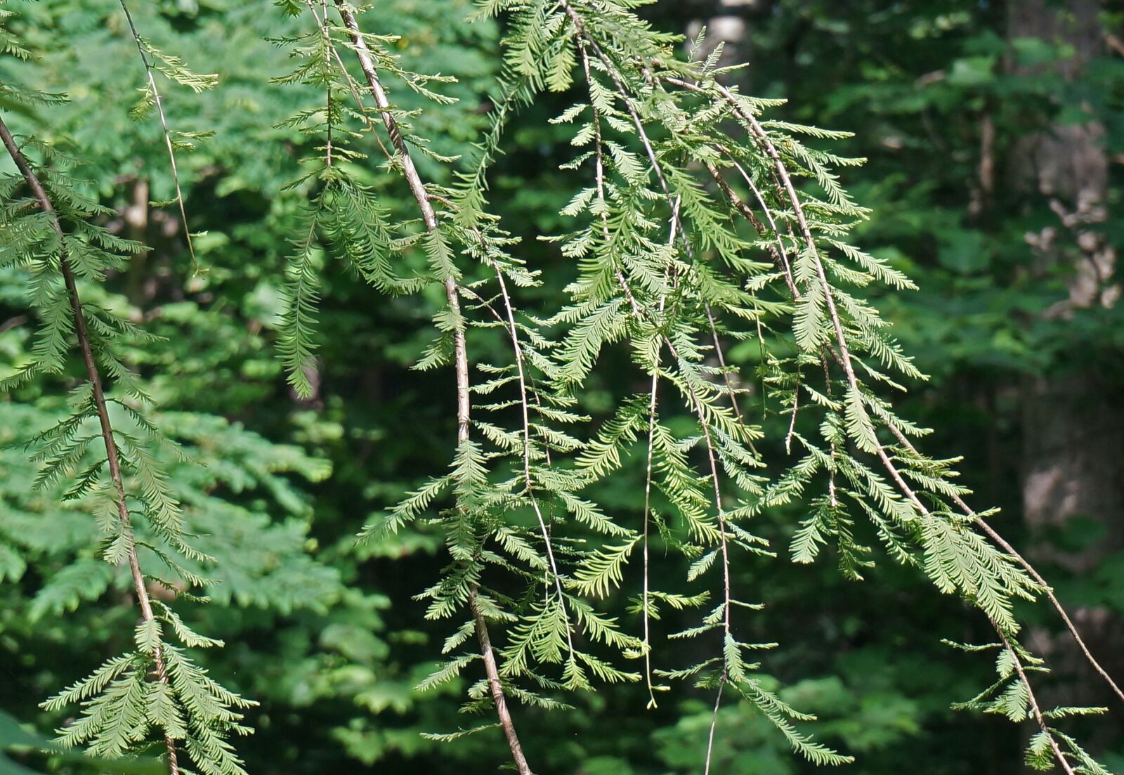 Sony Alpha NEX-5T sample photo. Dawn redwood, ornamental tree photography