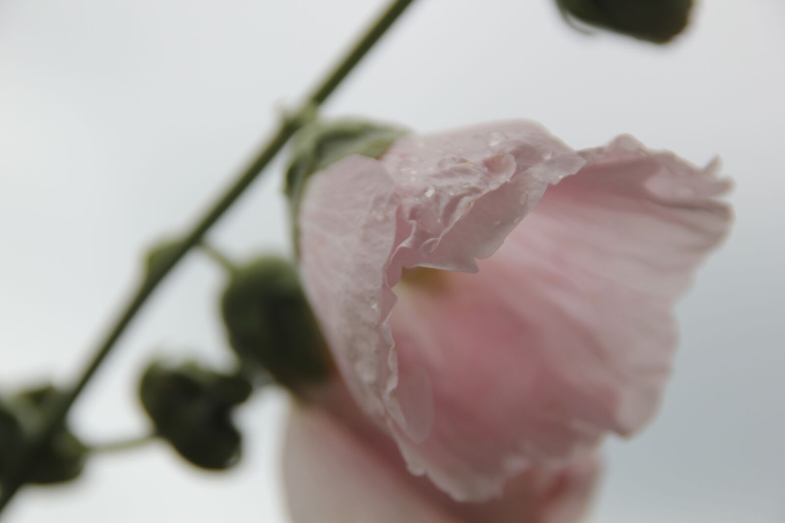 Canon EOS 550D (EOS Rebel T2i / EOS Kiss X4) sample photo. Flower, plant, blossom photography