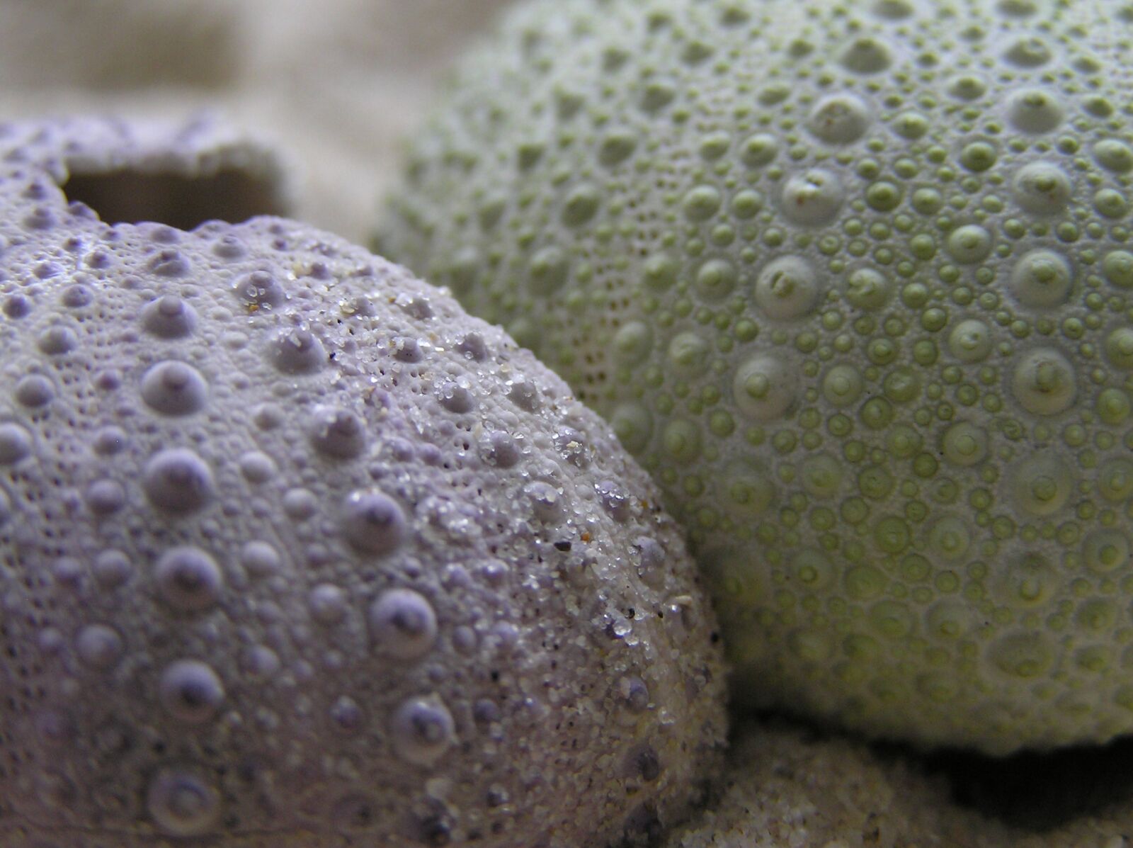 Olympus C750UZ sample photo. Hedgehog, sea, macro photography