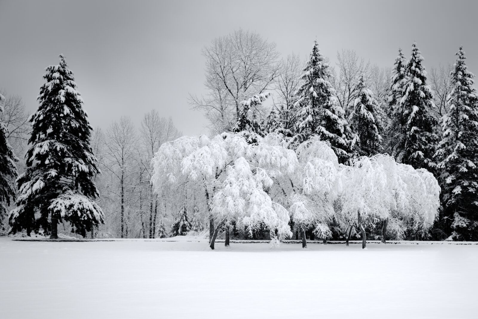 Nikon D7200 sample photo. Winter, trees, snow photography