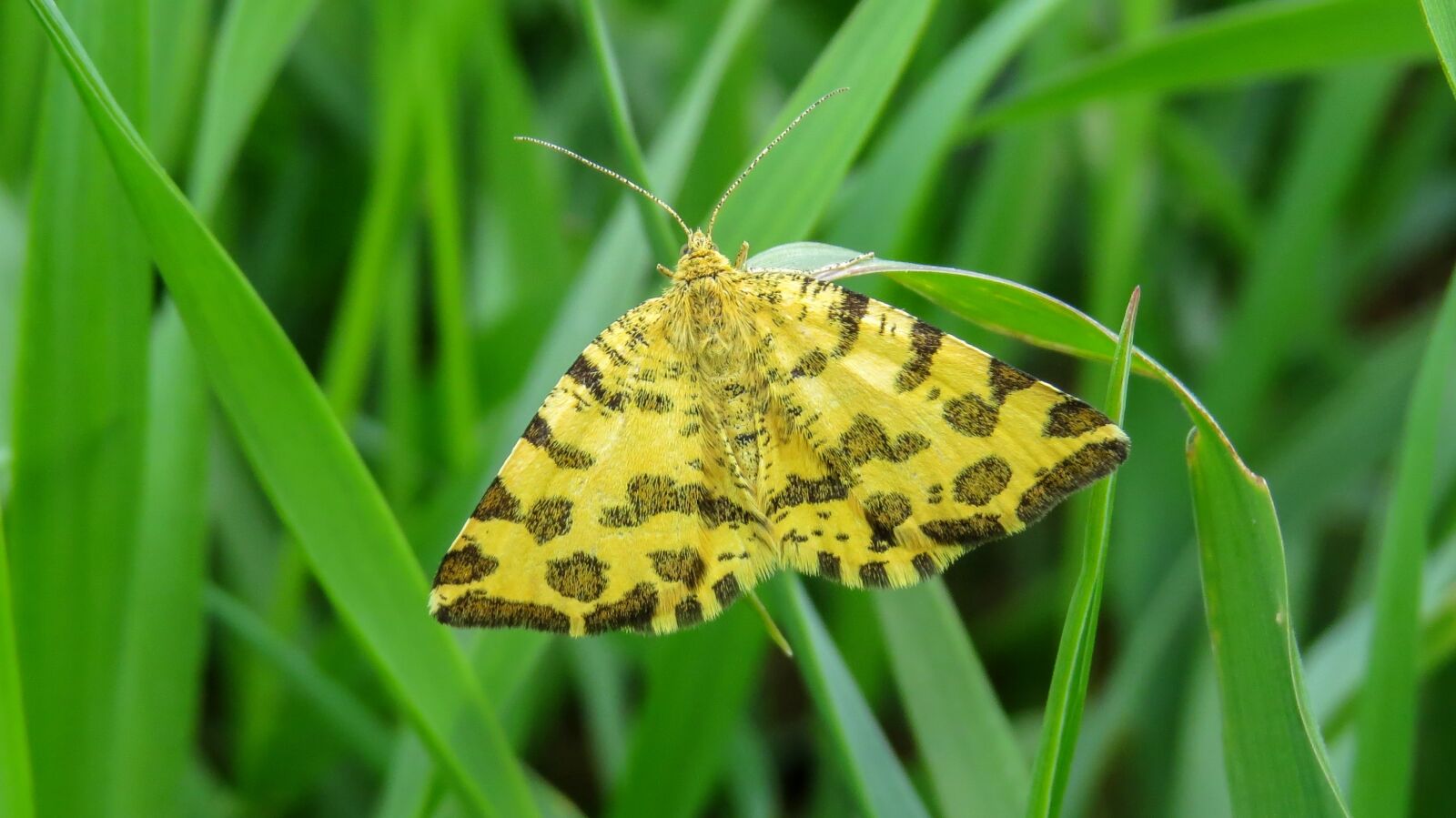 Canon PowerShot SX50 HS sample photo. Butterfly, macro, nature photography