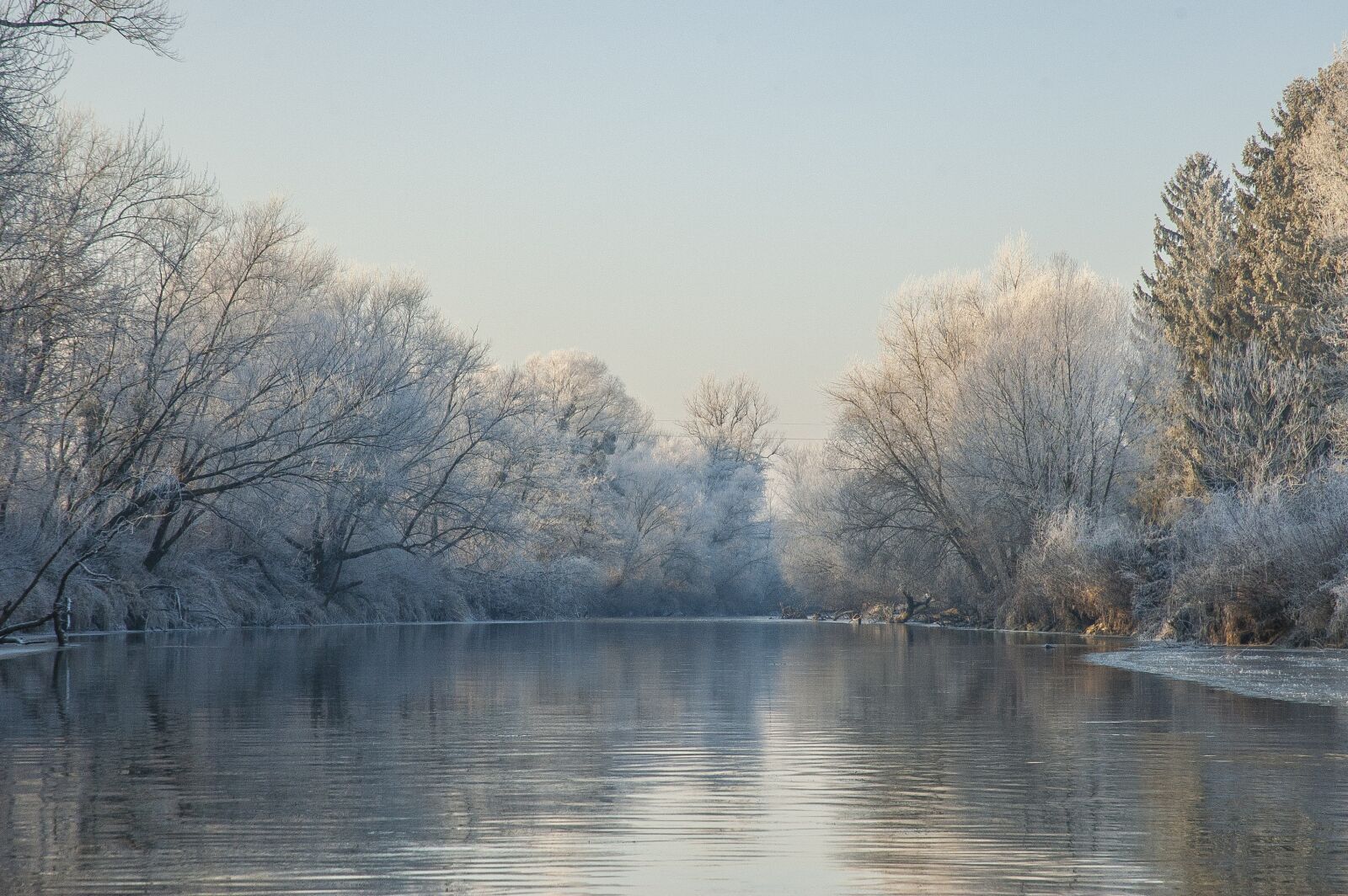Nikon D70 sample photo. Tree, nature, winter photography