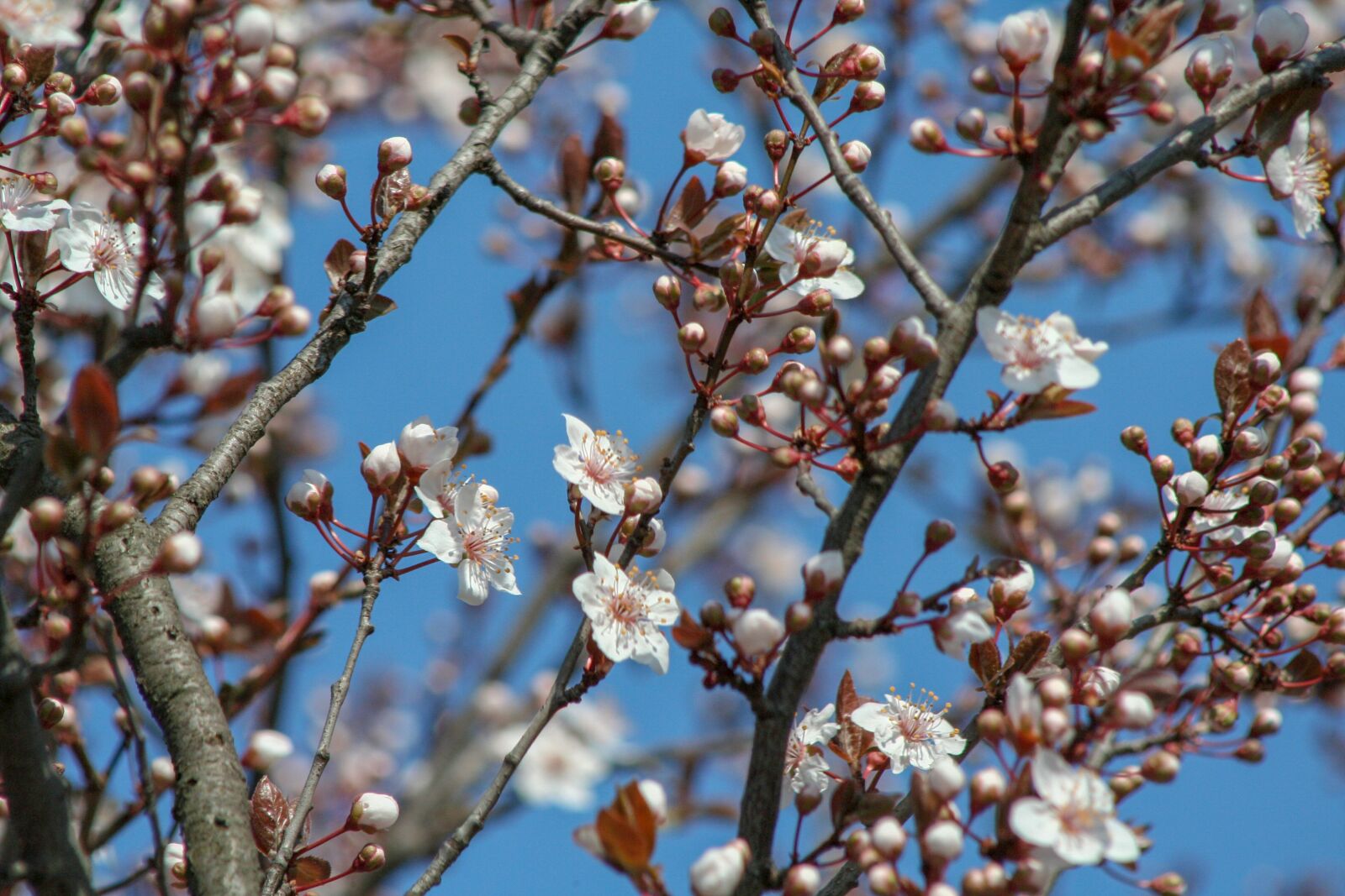 Canon EOS 350D (EOS Digital Rebel XT / EOS Kiss Digital N) sample photo. Spring, bloom, flowers photography