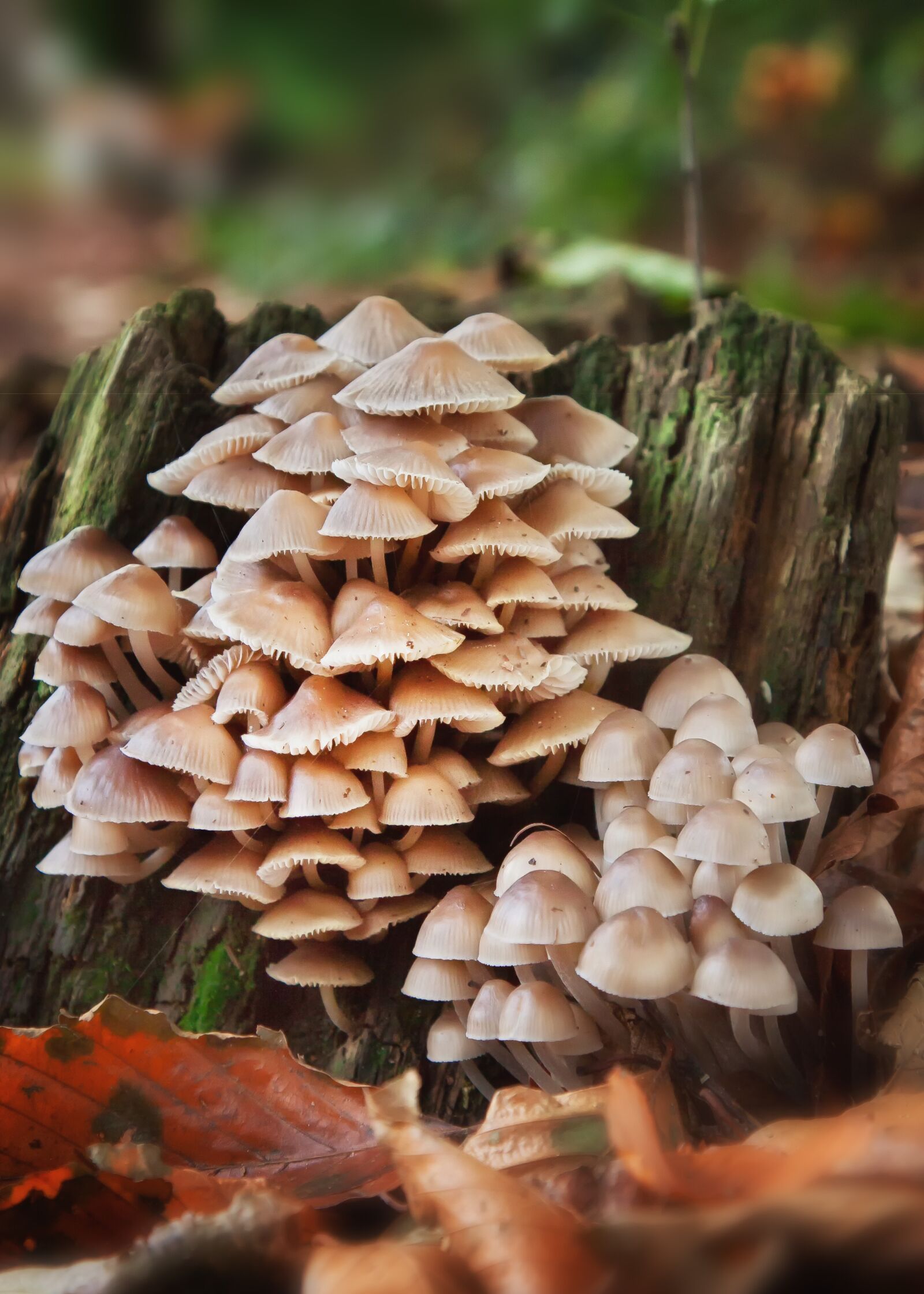 Canon EOS 50D + Canon EF 24-105mm F4L IS USM sample photo. Mushrooms, forest, forest floor photography