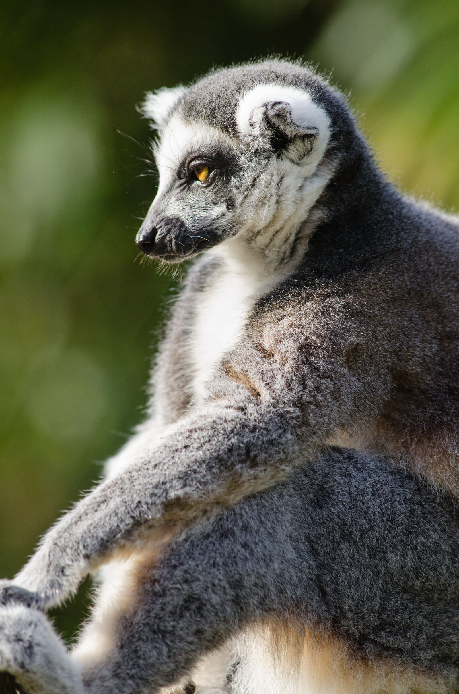 Nikon D7000 + Sigma APO Tele Macro 300mm F4 sample photo