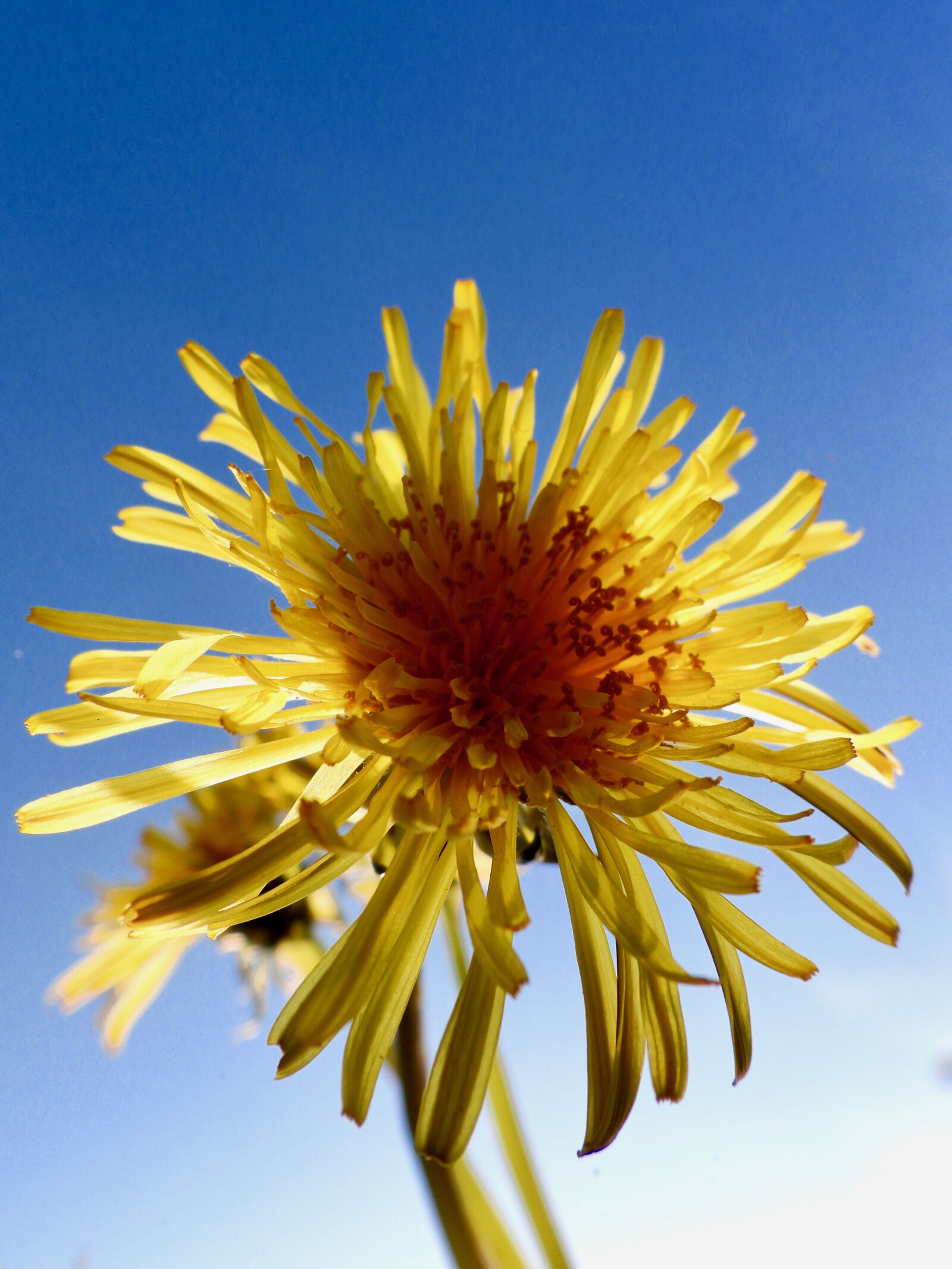 Nikon Coolpix P1000 sample photo. Dandelion, yellow, nature photography