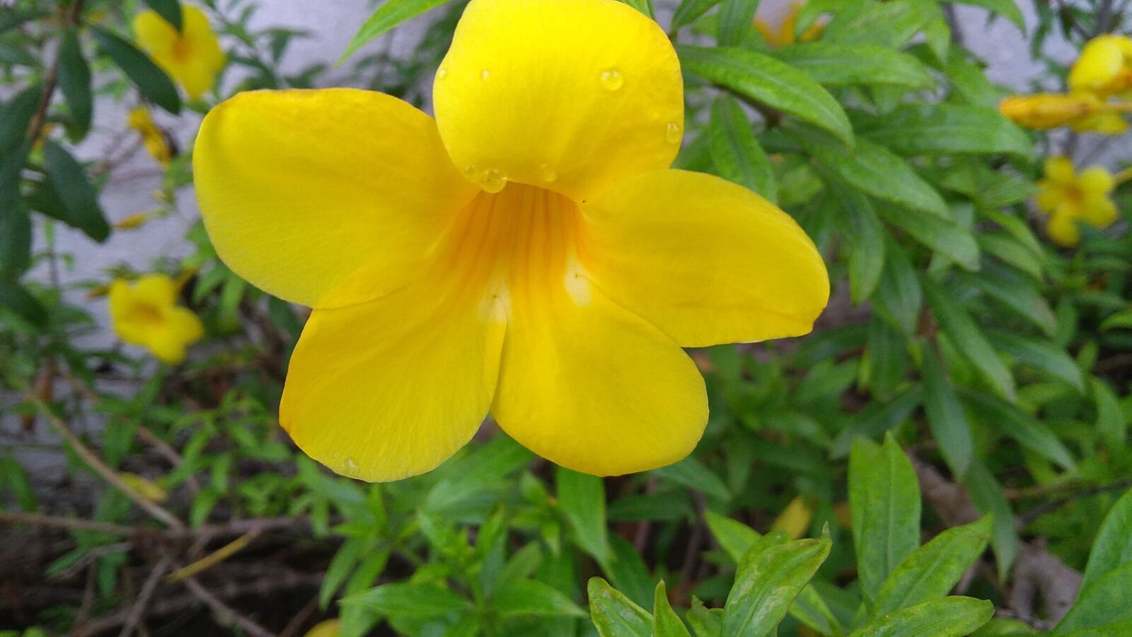 Motorola Moto G (5S) Plus sample photo. Flower, yellow, green photography