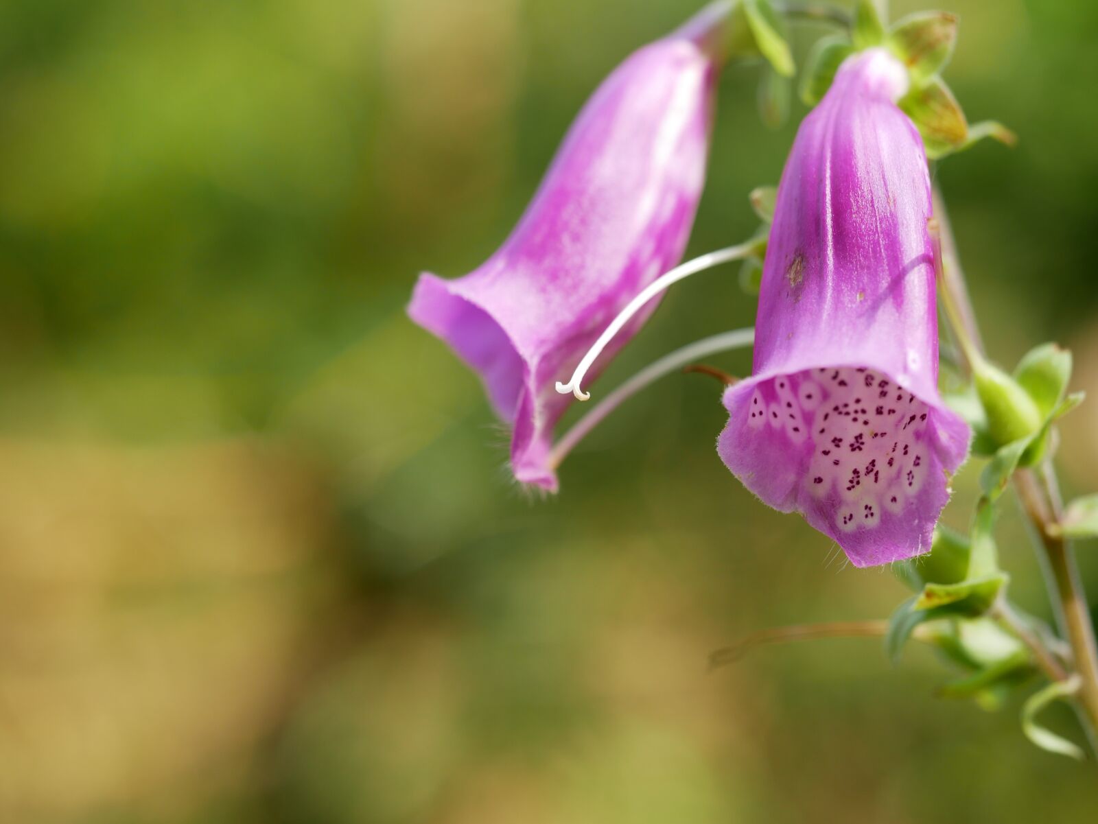 Panasonic Lumix DMC-GX85 (Lumix DMC-GX80 / Lumix DMC-GX7 Mark II) sample photo. Flower, purple, green photography
