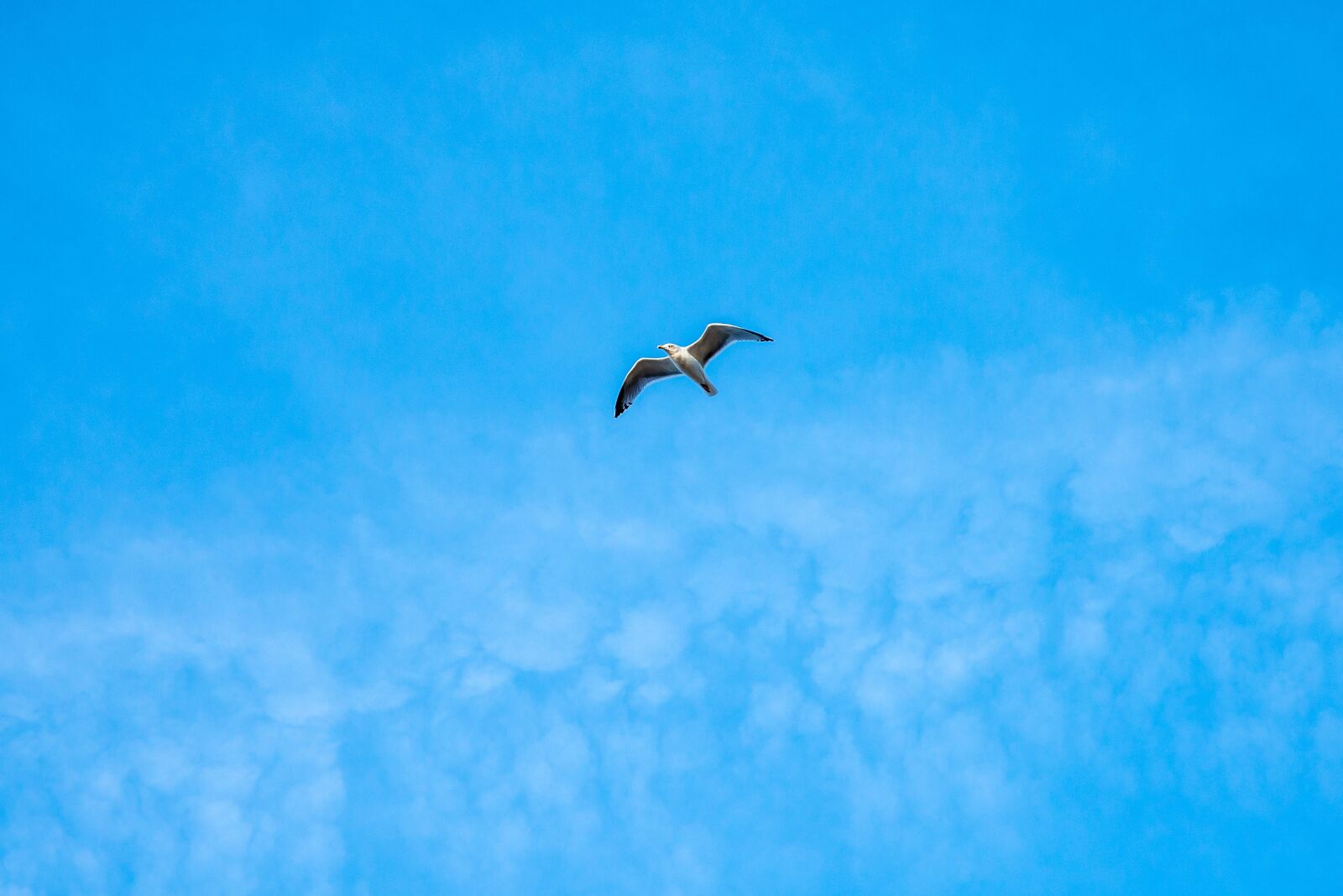 Nikon D610 sample photo. Seagull, blue, sky photography
