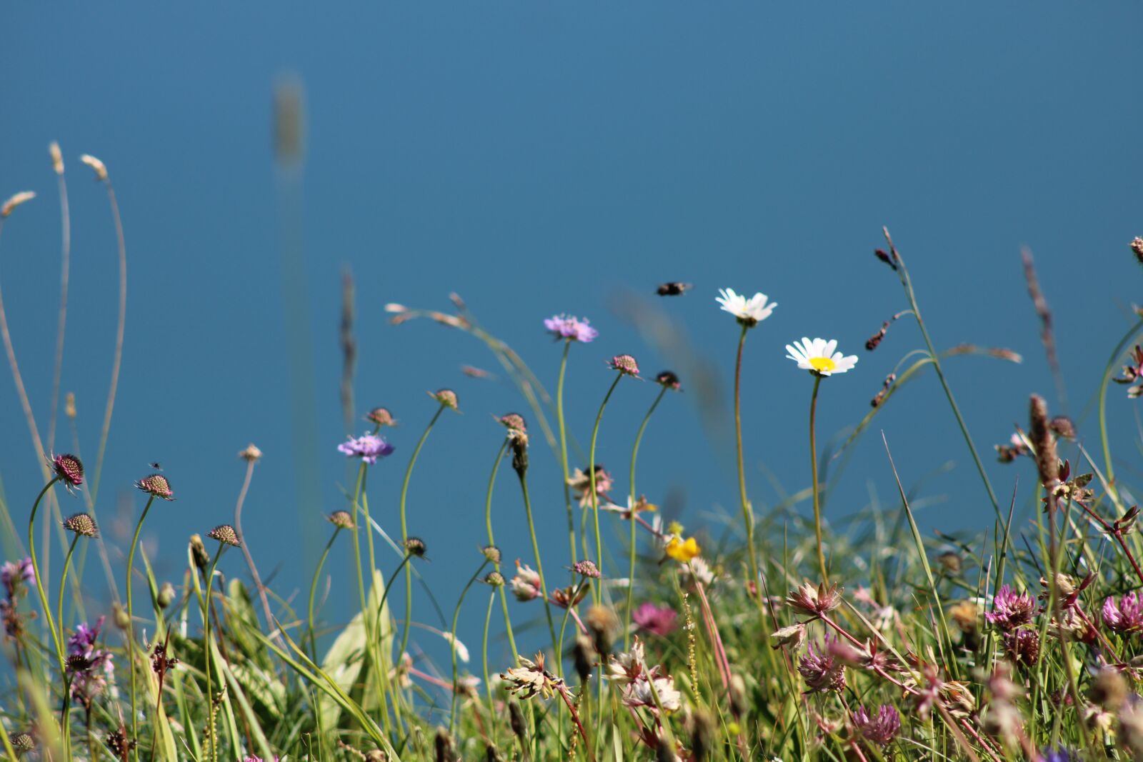 Canon EOS 2000D (EOS Rebel T7 / EOS Kiss X90 / EOS 1500D) sample photo. Flowers, field, lake photography