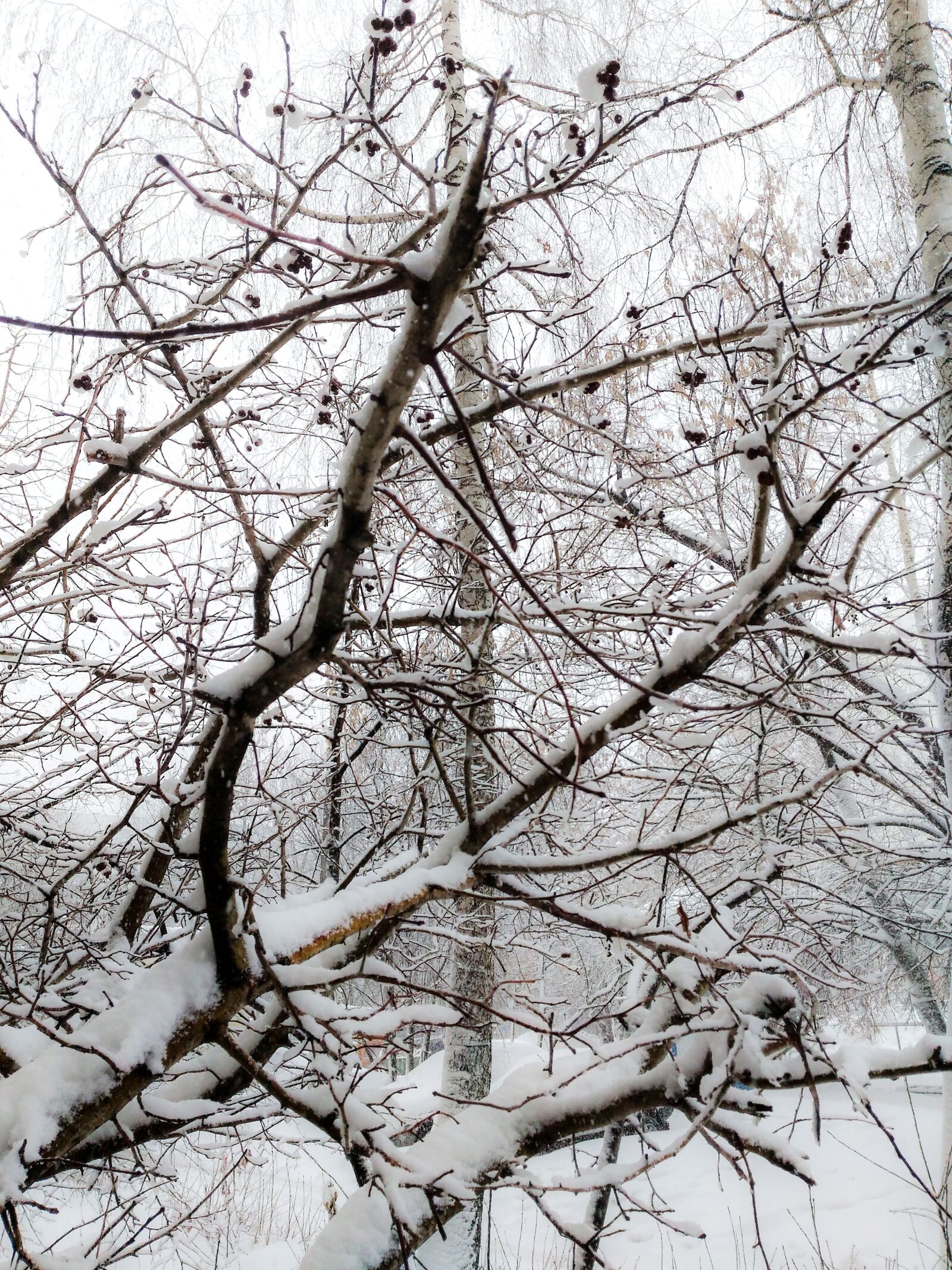 ASUS ZenFone Max (ZC550KL) sample photo. Winter, snowfall, shrub photography