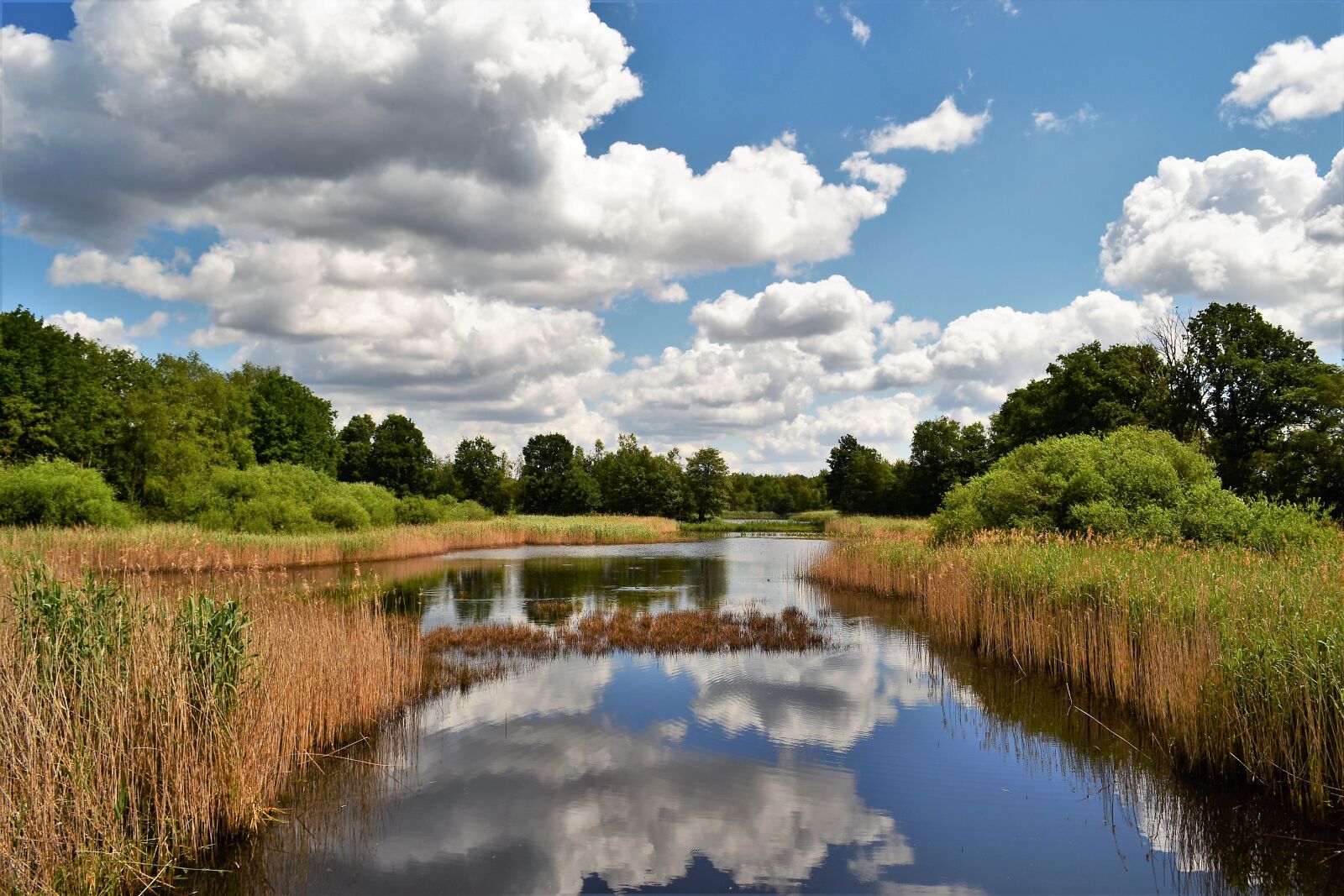Nikon D3100 sample photo. Swamp, ven, nature photography