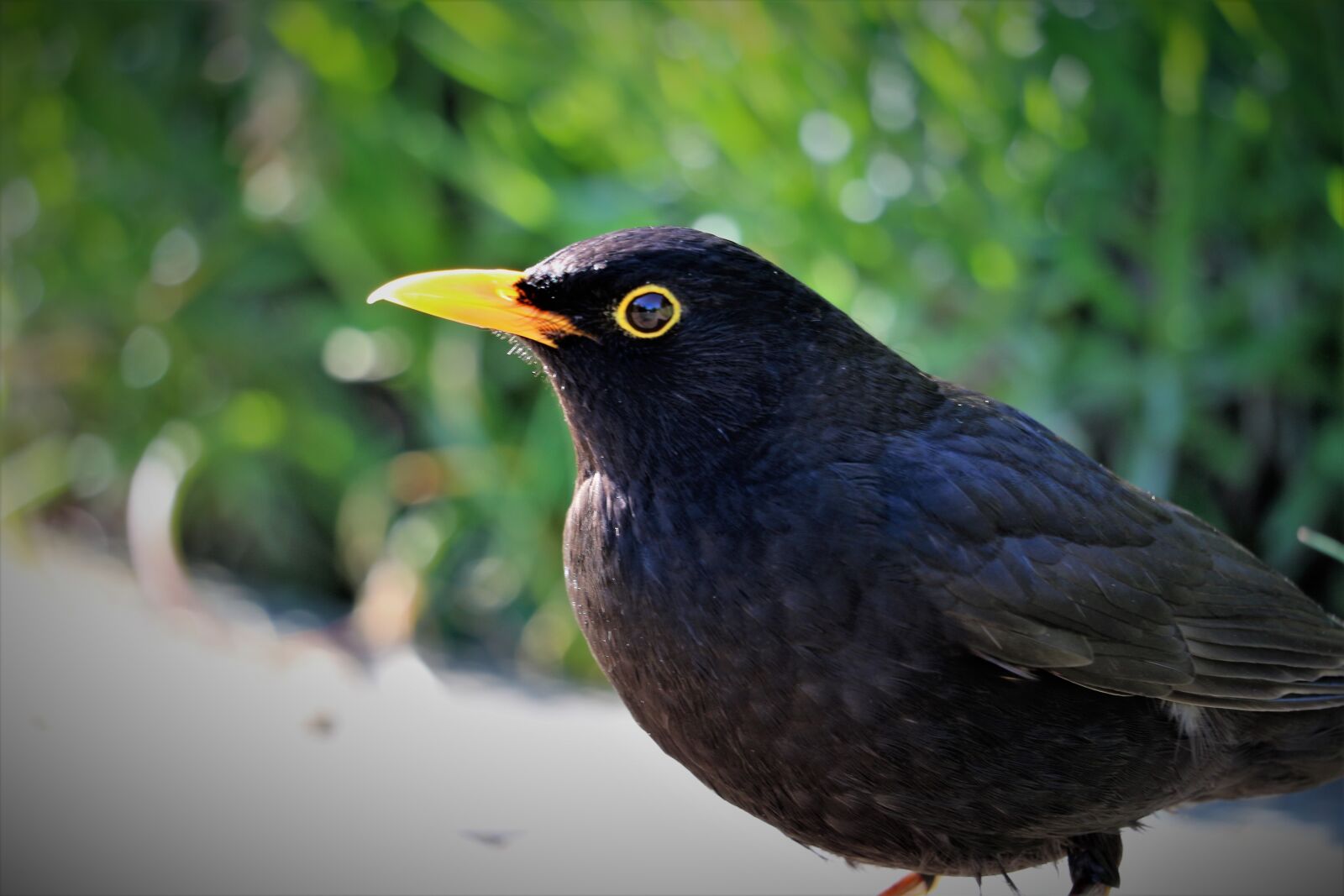 Canon EOS 700D (EOS Rebel T5i / EOS Kiss X7i) sample photo. Bird, nature, blackbird photography