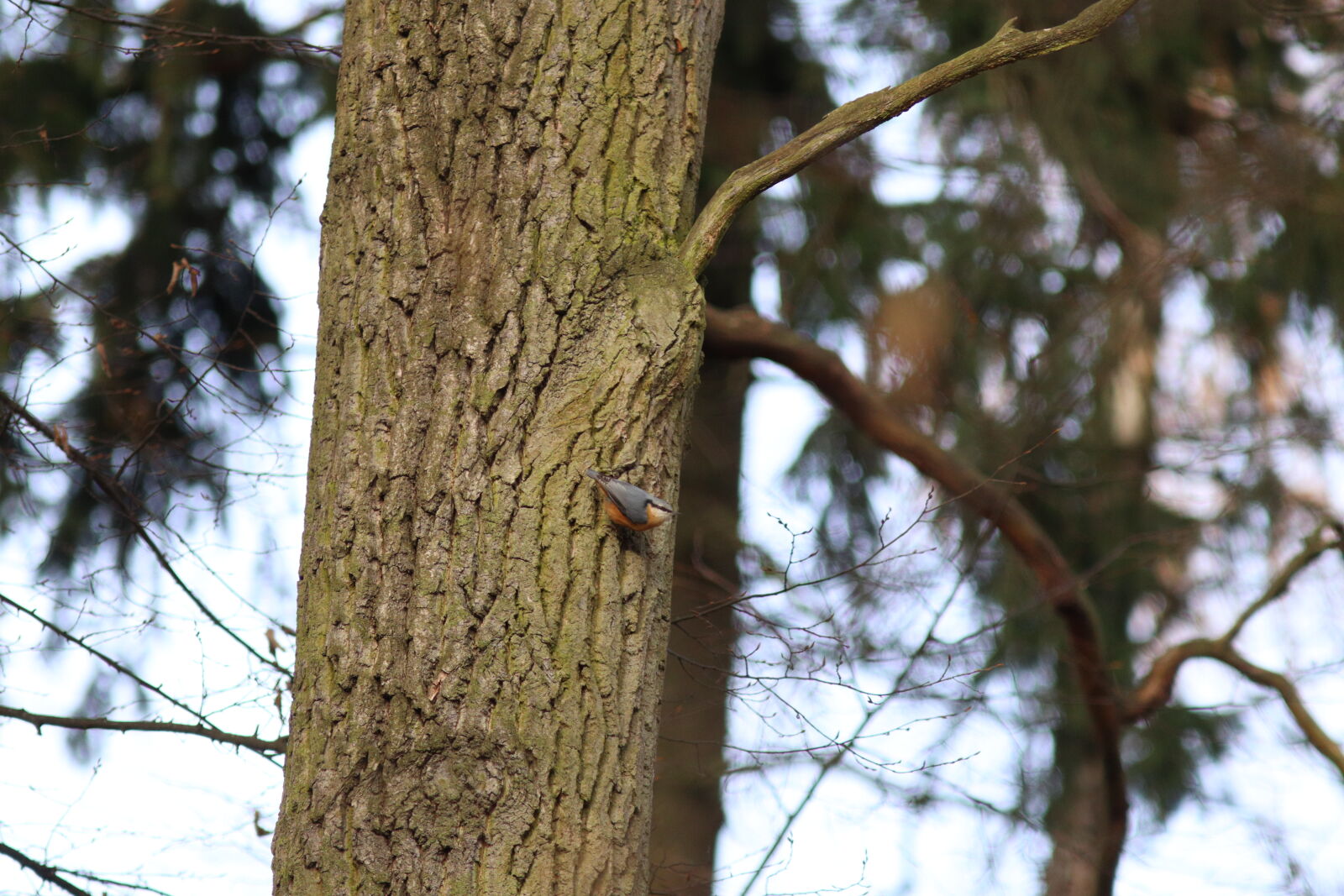 Canon EF 300mm F4L IS USM sample photo
