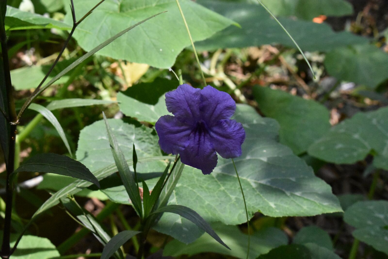 Nikon D3400 sample photo. Violet, flower, flora photography