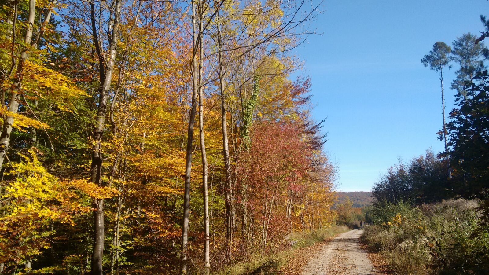 Motorola Moto G (2nd Gen) sample photo. Golden autumn, autumn forest photography