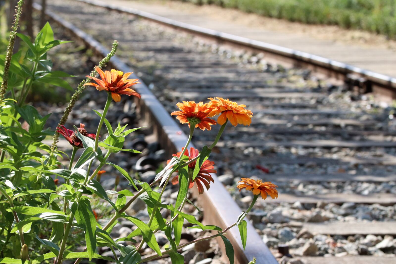 Canon EOS 800D (EOS Rebel T7i / EOS Kiss X9i) sample photo. Flowers, railway, autumn flowers photography