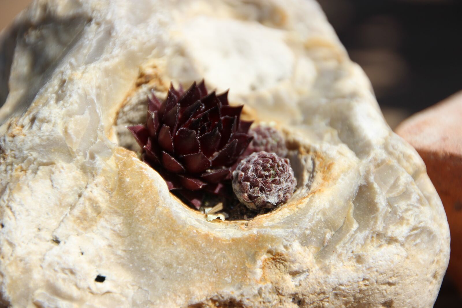 Canon EOS 600D (Rebel EOS T3i / EOS Kiss X5) sample photo. Stone, plant, nature photography