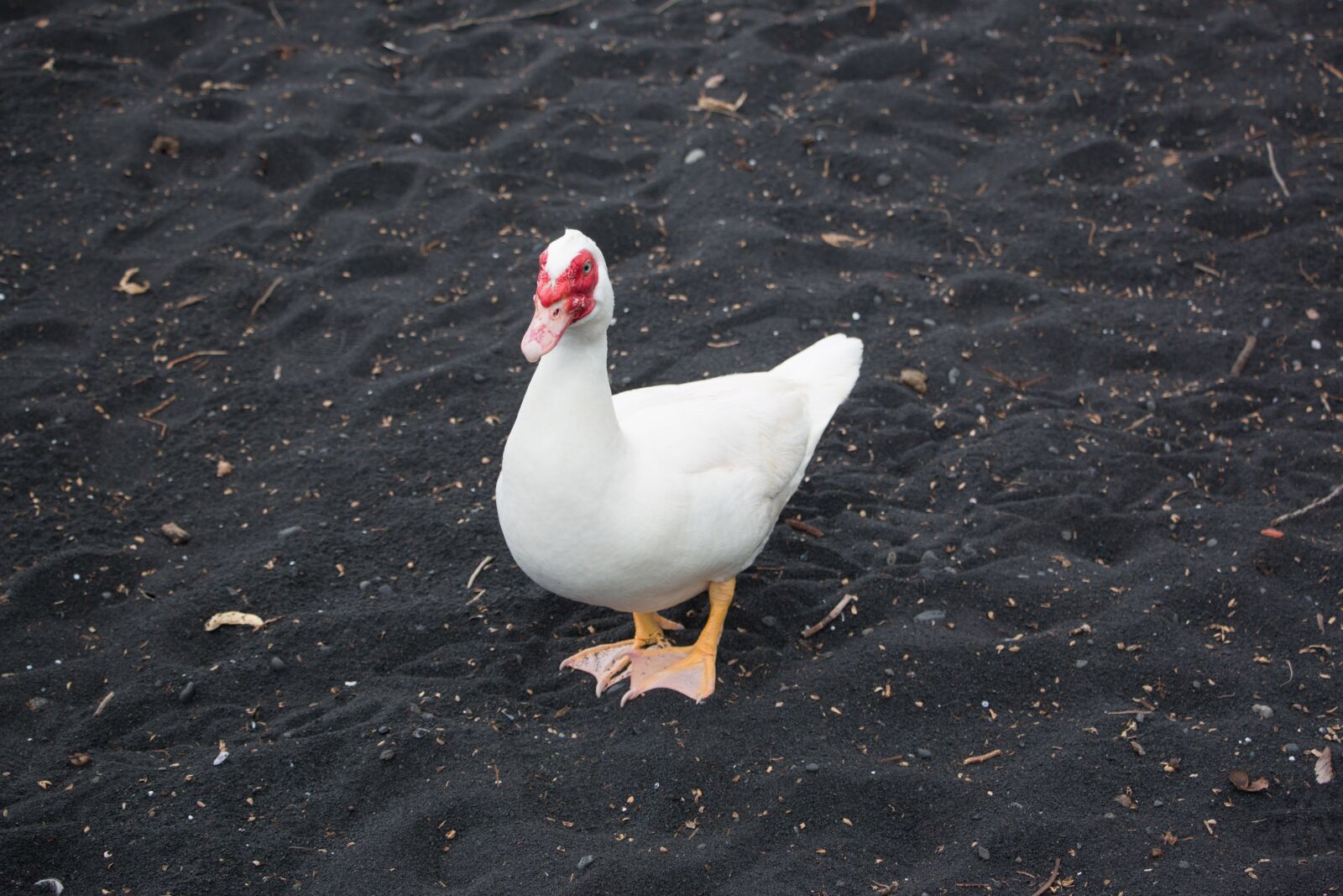 Canon EOS 70D sample photo. Nature, hawaii, wild photography